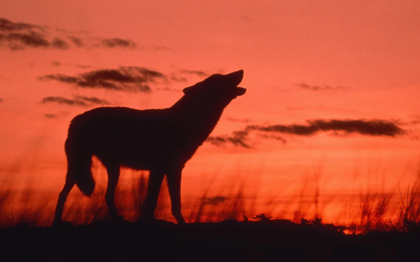 dusk, howling wolf, animals, calling, 