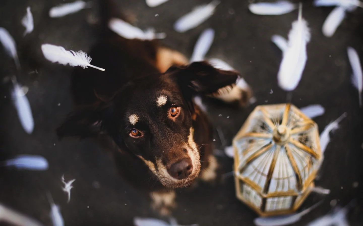 собак, animals, dogs, животных