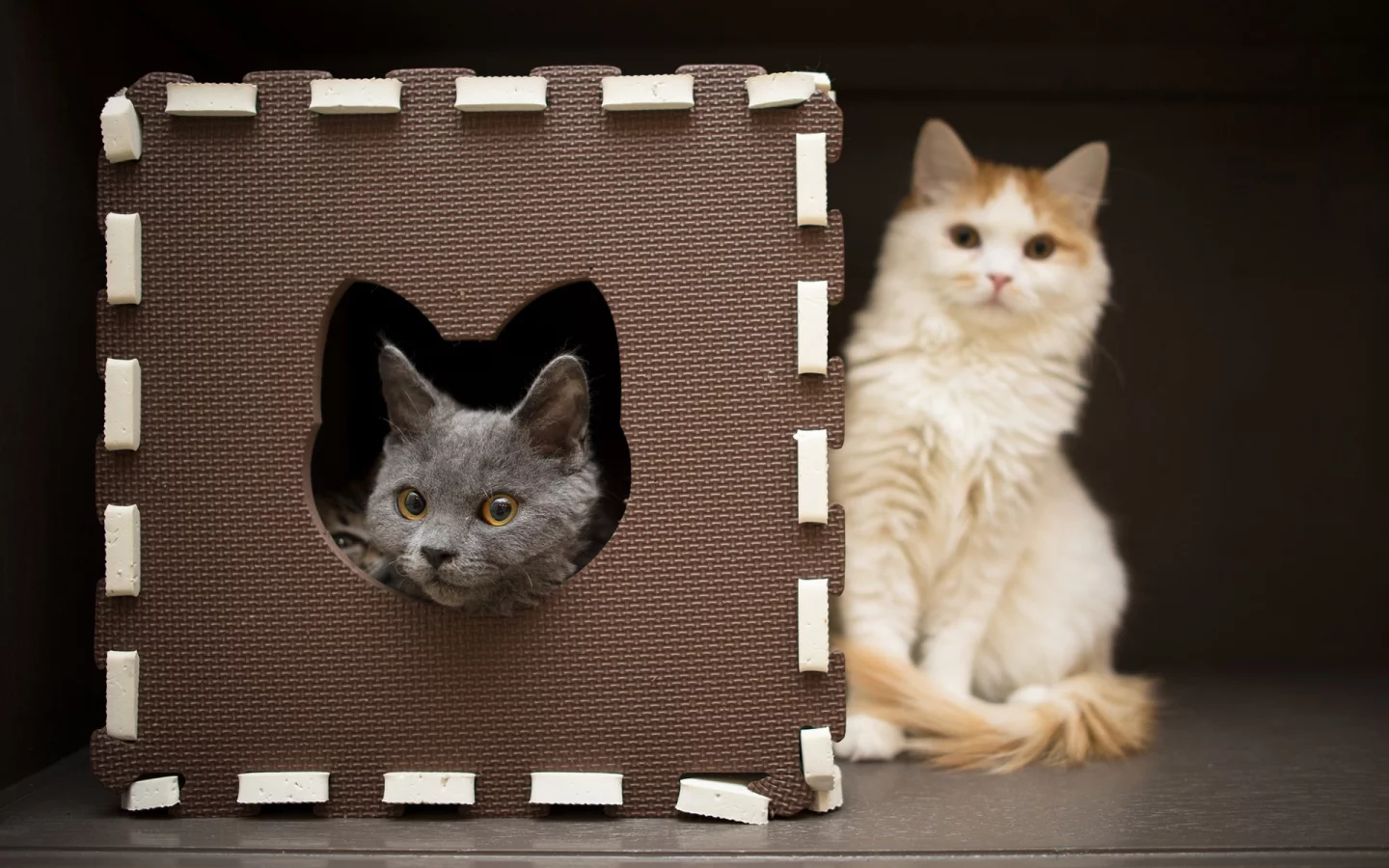 кошки, cats