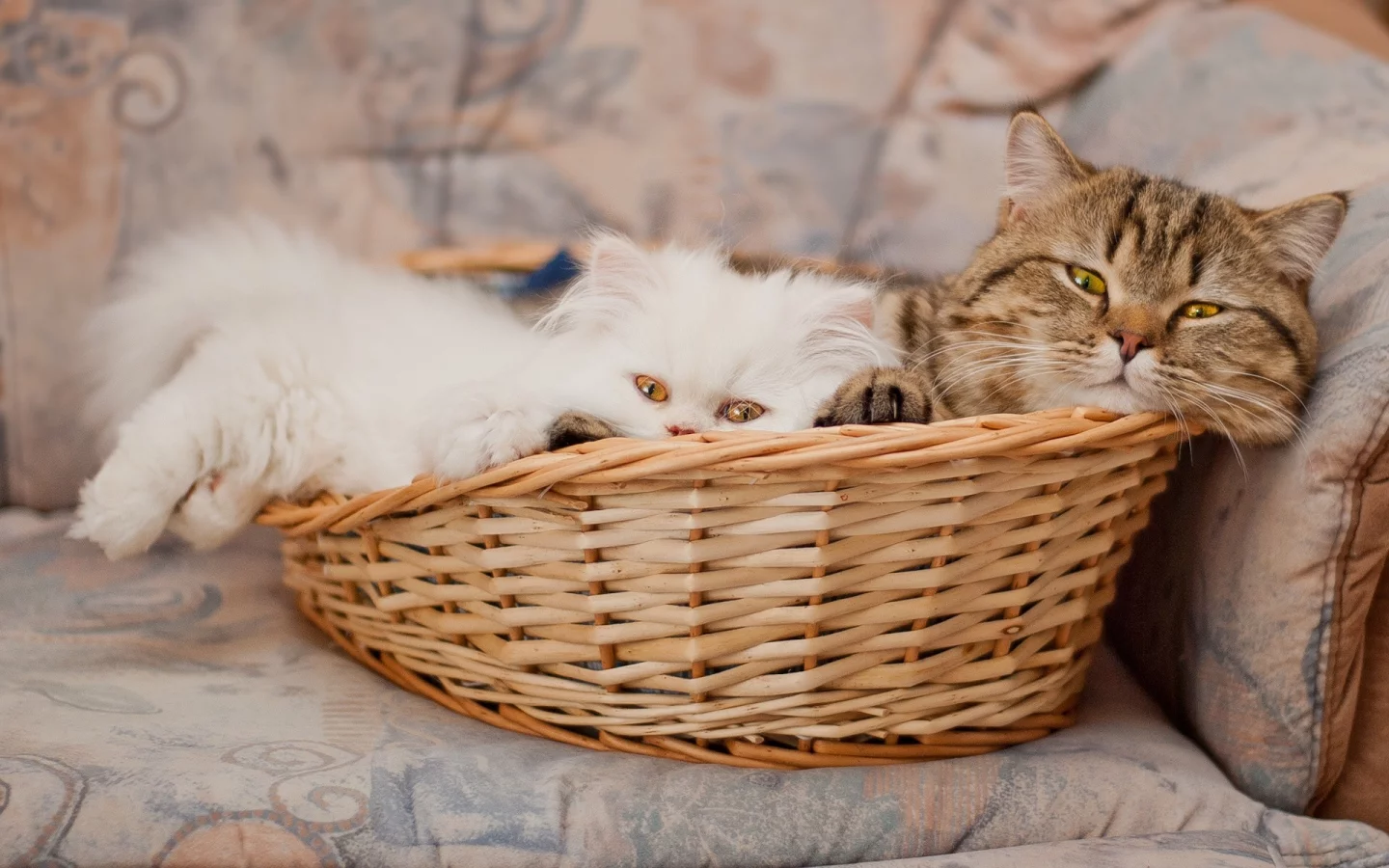 animals, cats, кошки, животные
