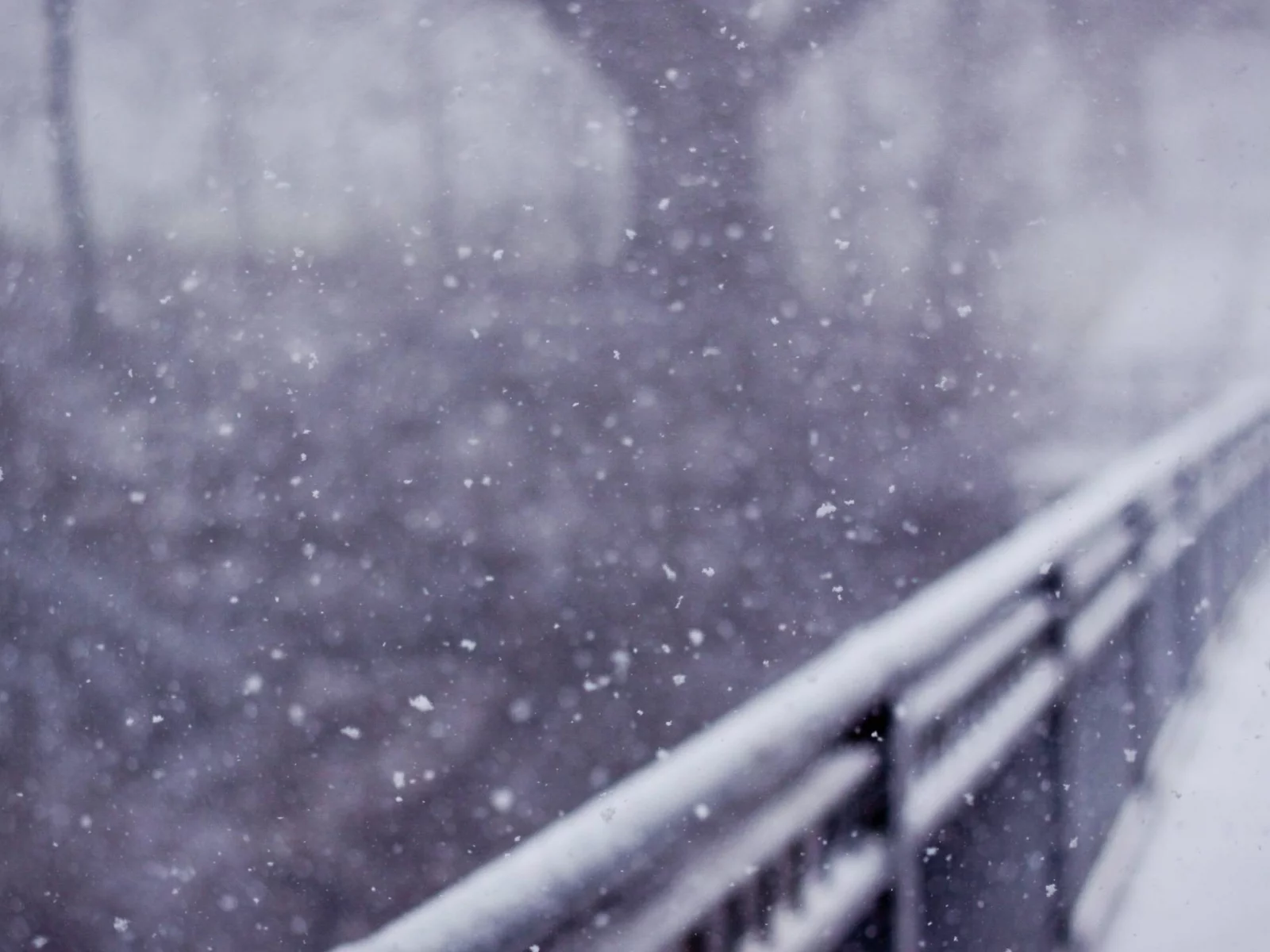 snow, bridges, деревья, мосты, trees, снег