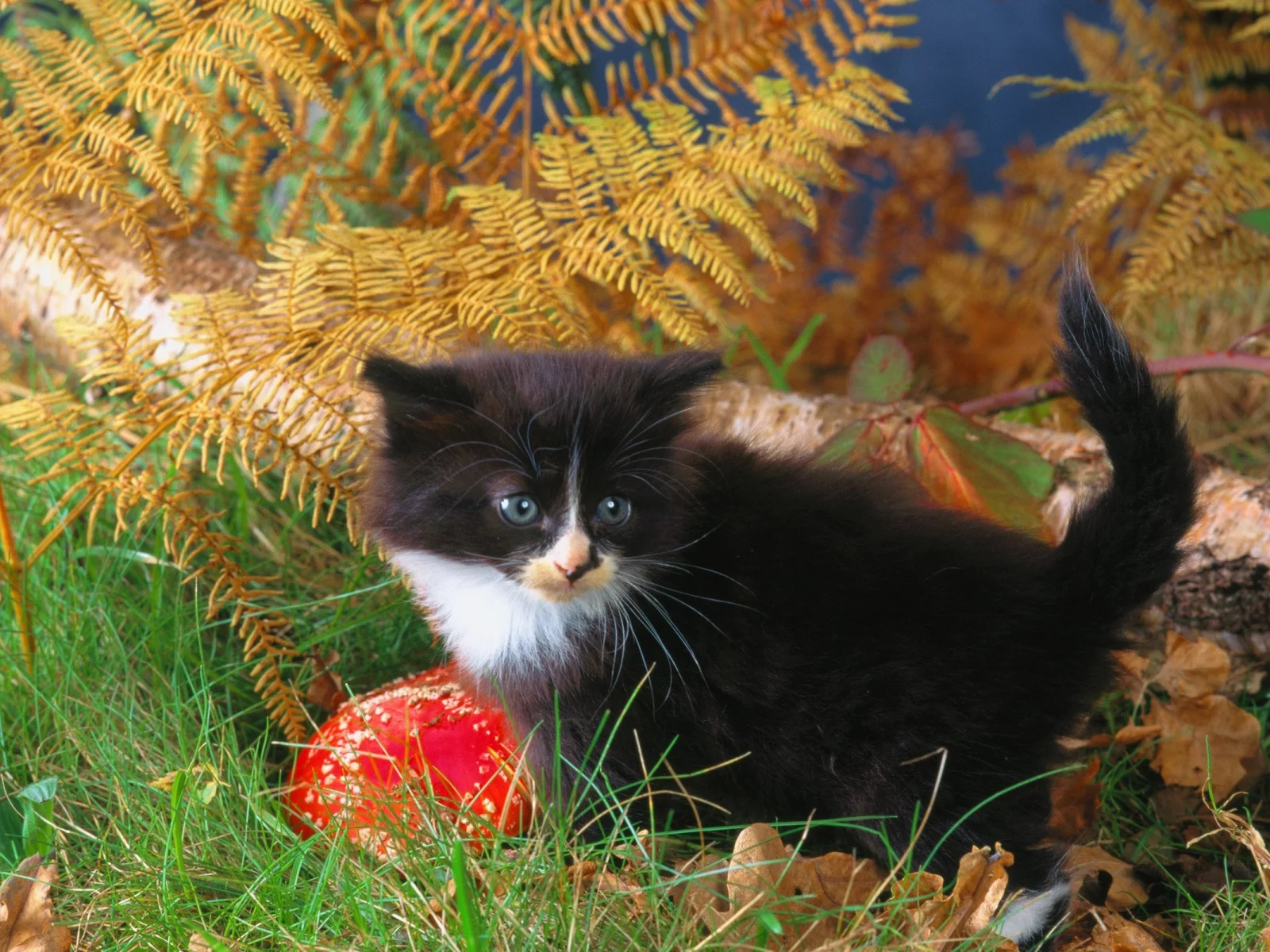 animals, животные, мир, world