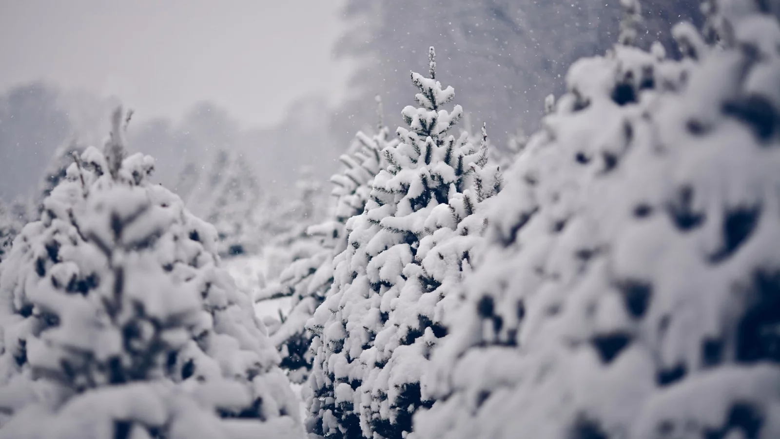 pine trees, сосны, зима, trees, winter, снег, nature, деревья, snow, природа