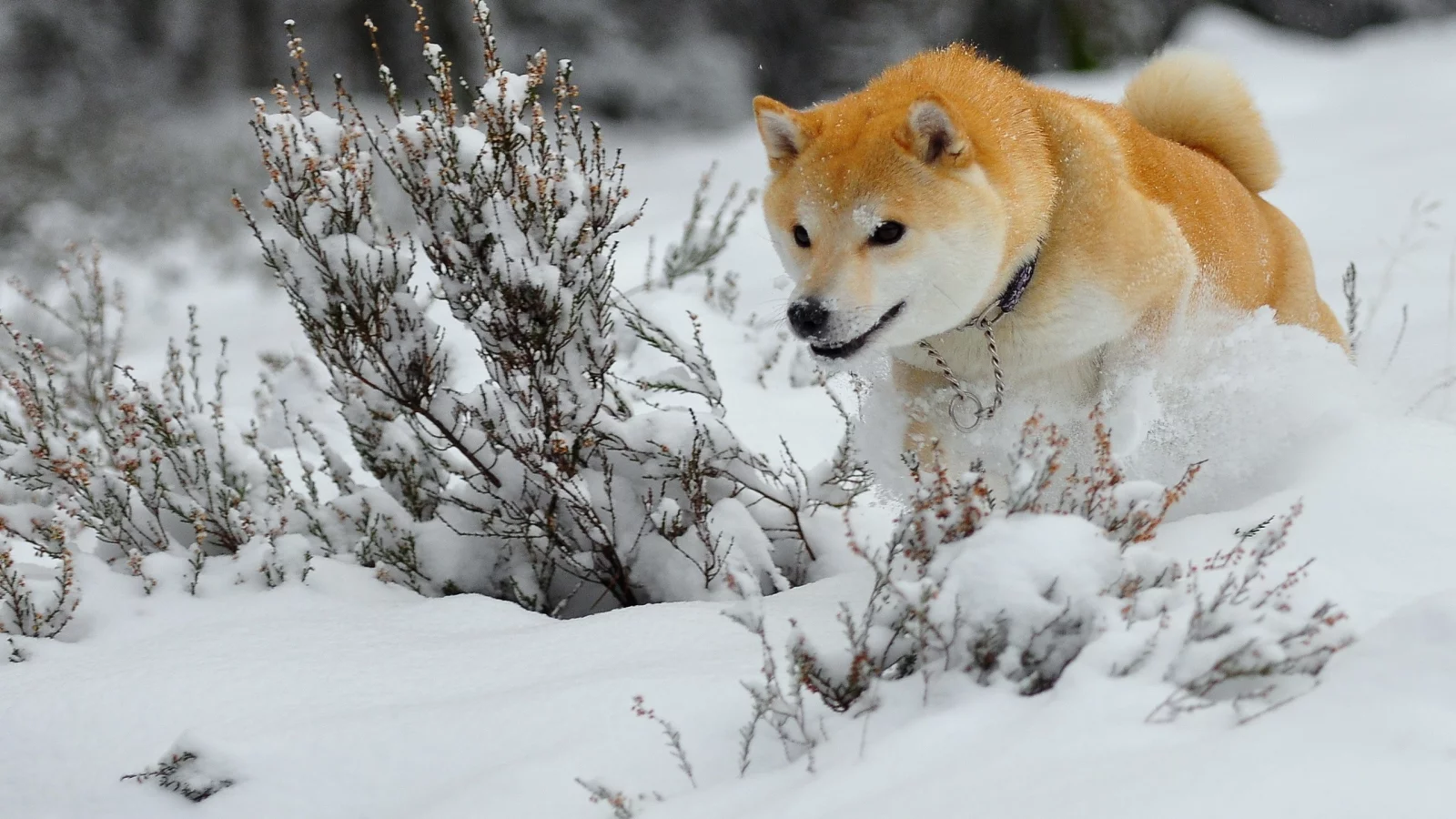 animals, dogs, собак, животных