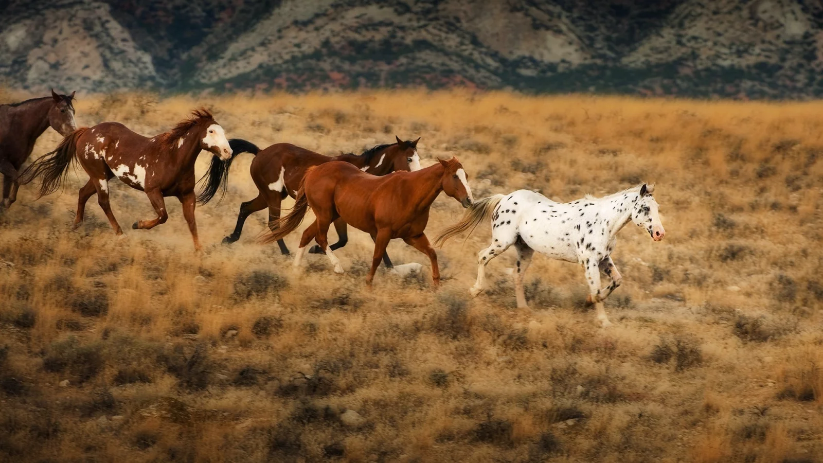 horses, животные, animals, лошади