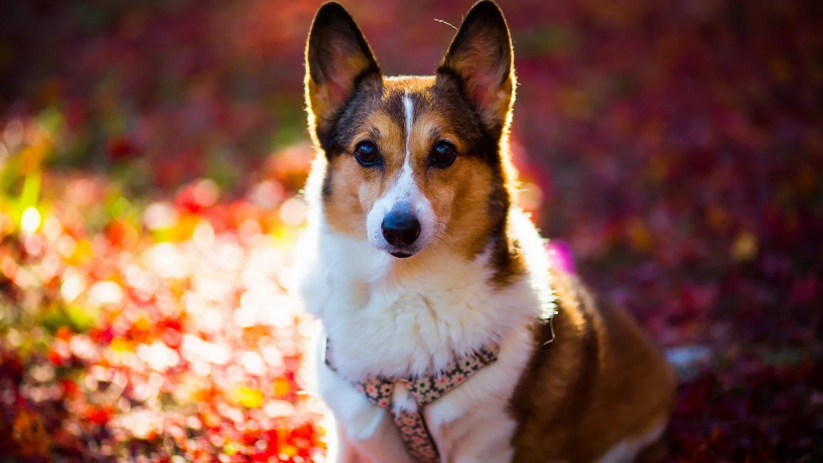 animals, животных, собак, dogs