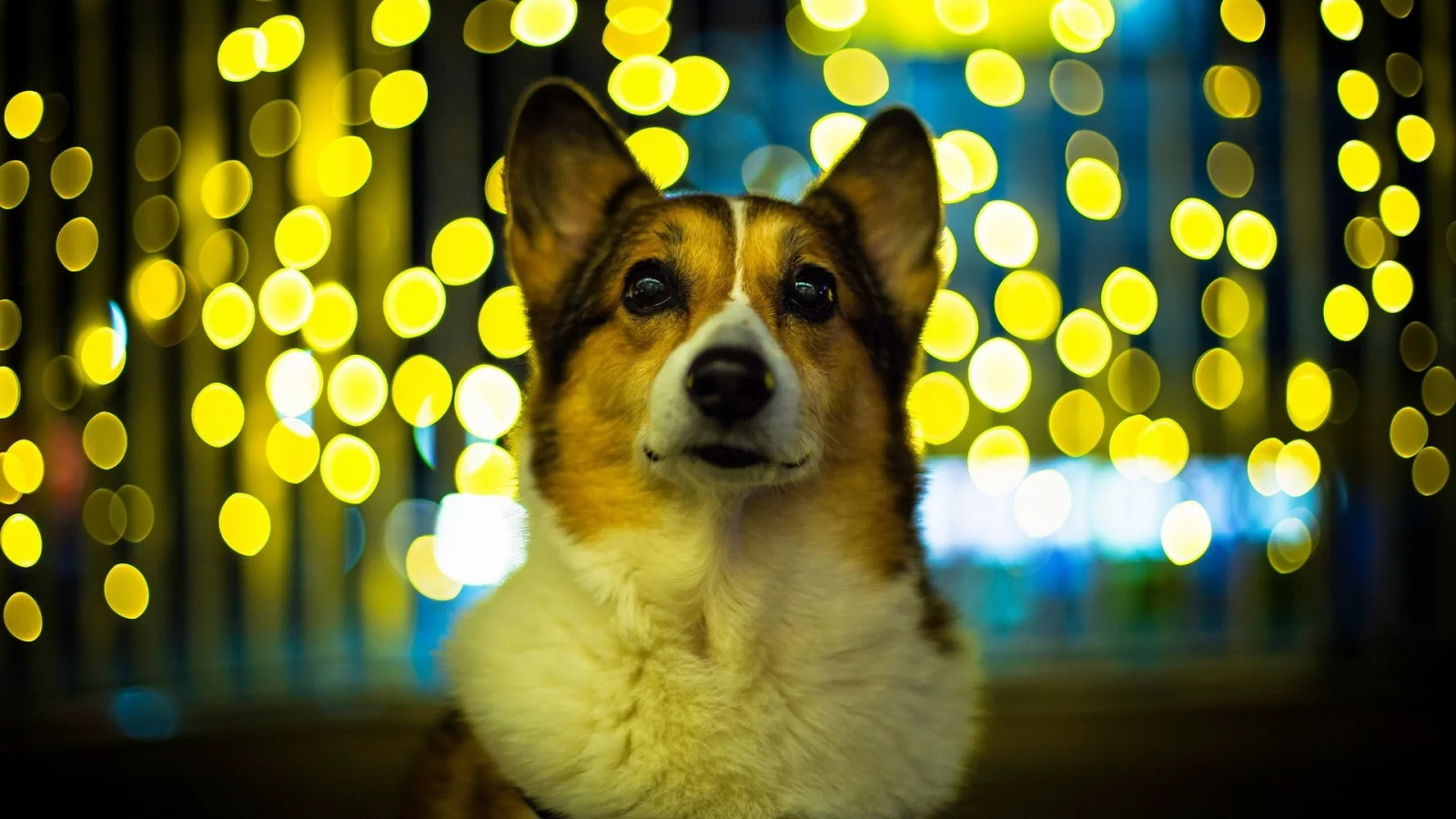 dogs, animals, собак, животных