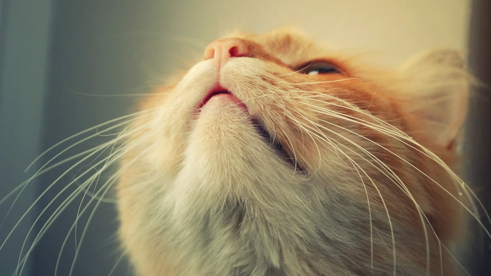 animals, cats, кошки, домашние животные, животные, pets