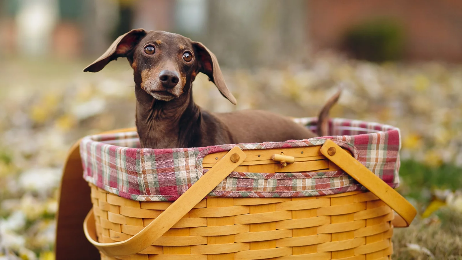 животных, dogs, собак, animals