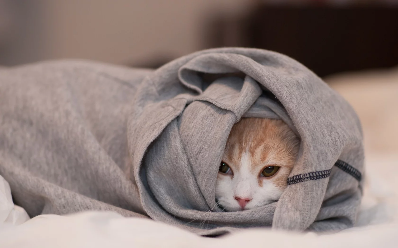 hidden, cats, clothes, скрытые одеждой, животные, кошки, animals