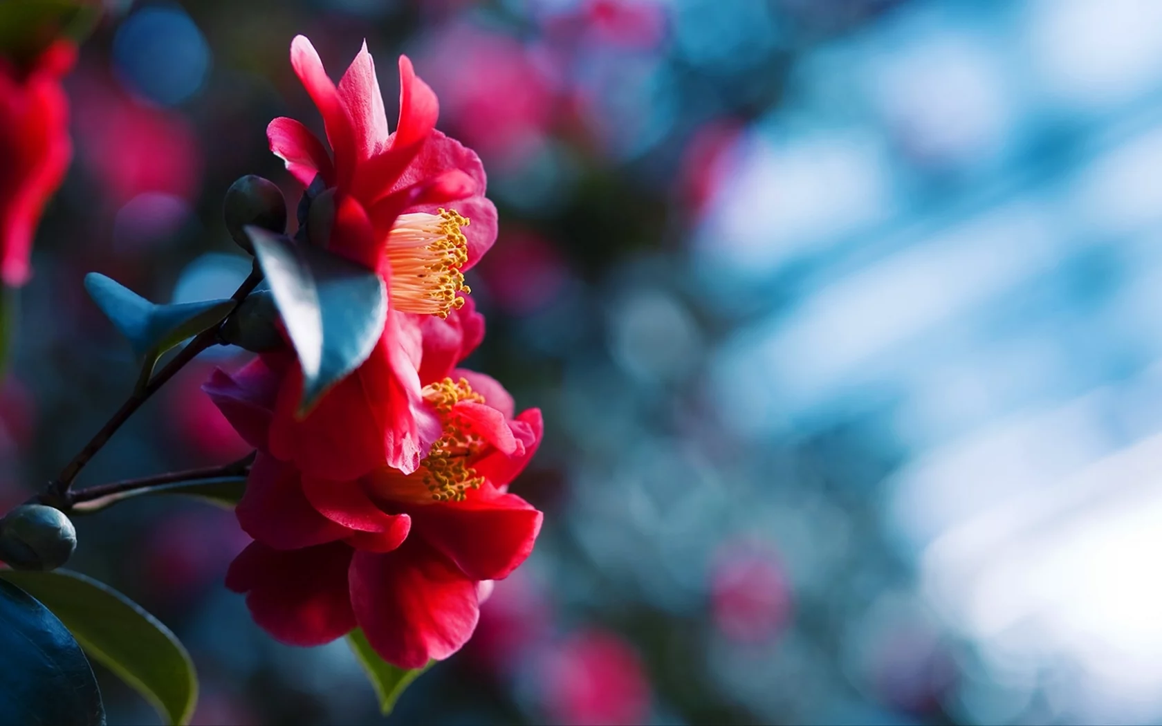 flowers, макро, боке, close-up, bokeh, природа, цветы, nature