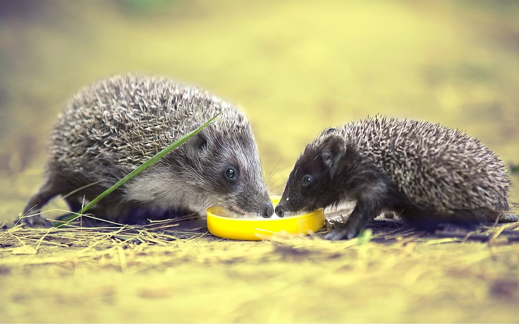 hedgehogs, ежей