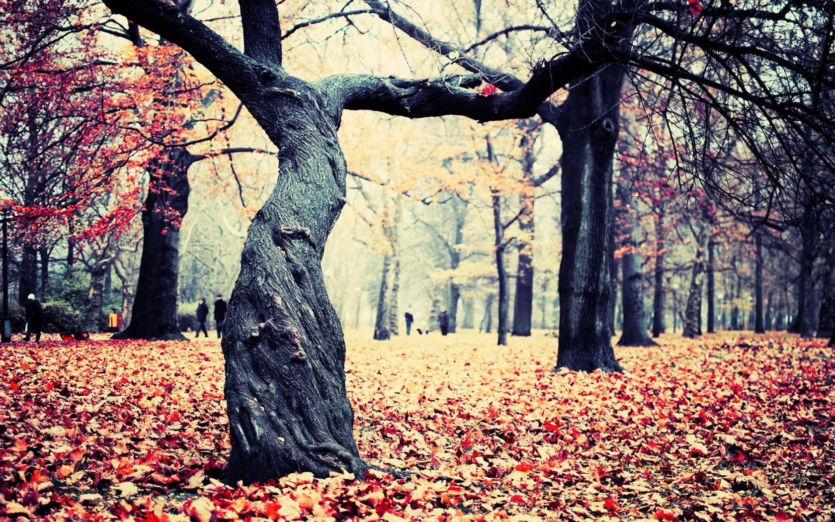nature, природа
