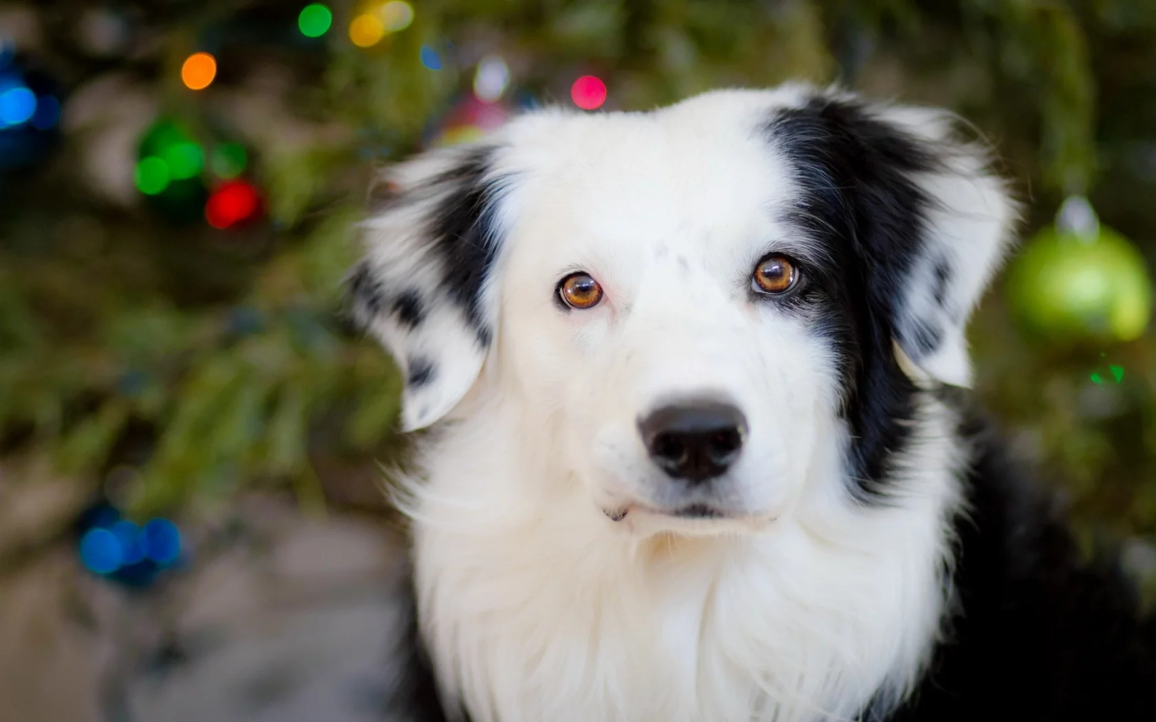 dogs, собак, animals, животных