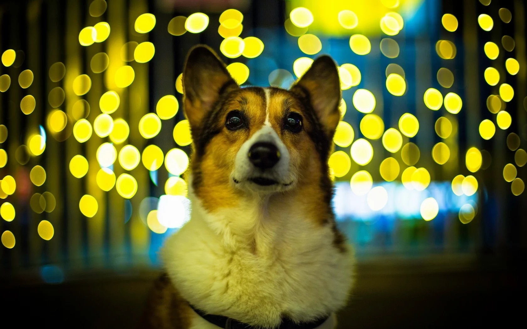 dogs, animals, собак, животных