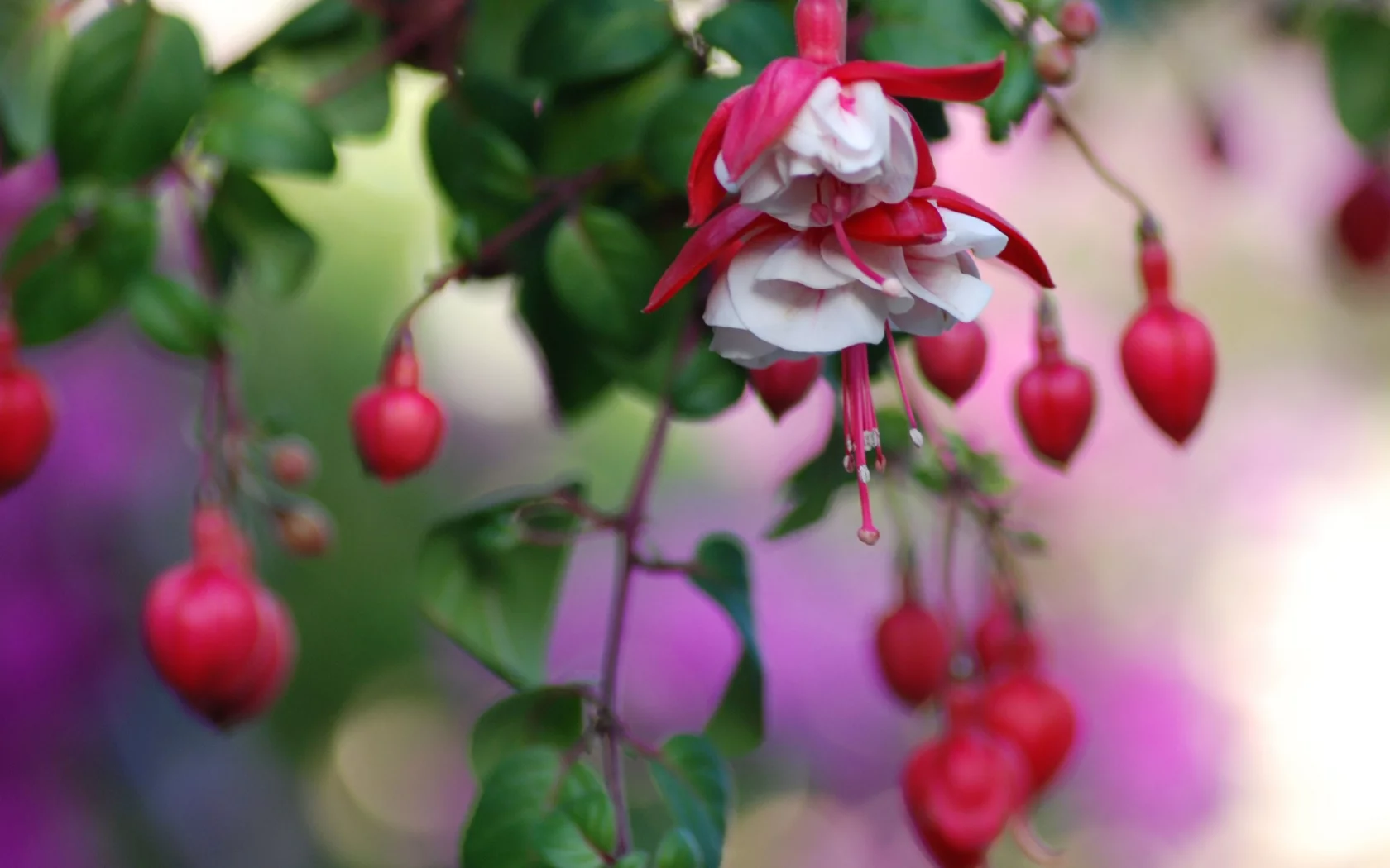 цветы, flowers