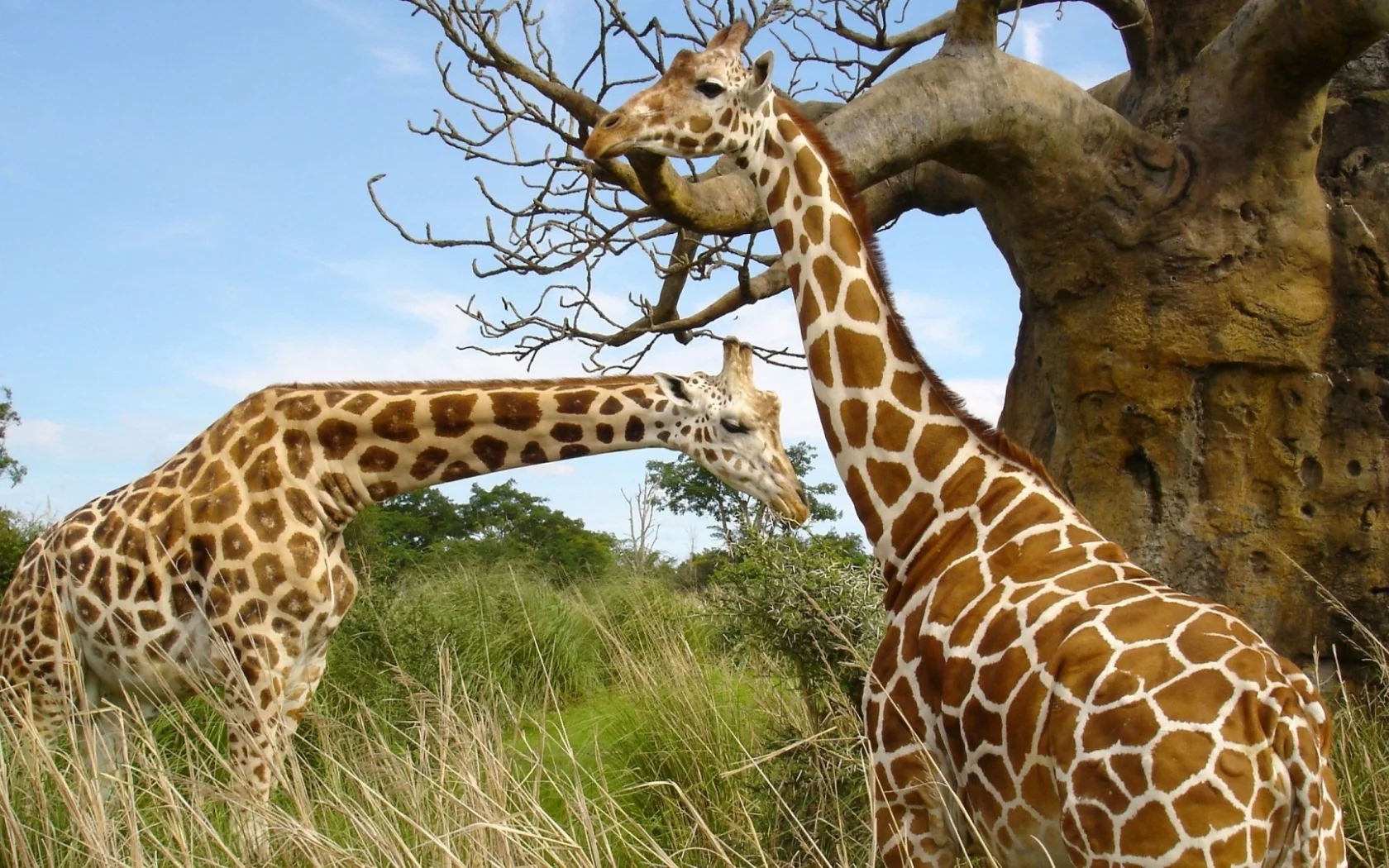 animals, National Geographic, животных