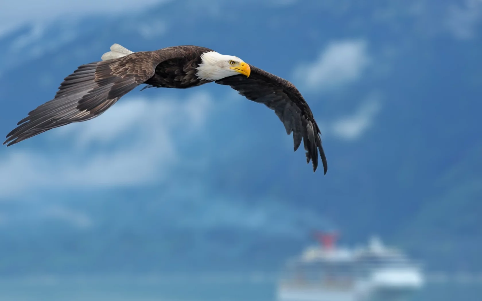 birds, eagles, орлов, птиц