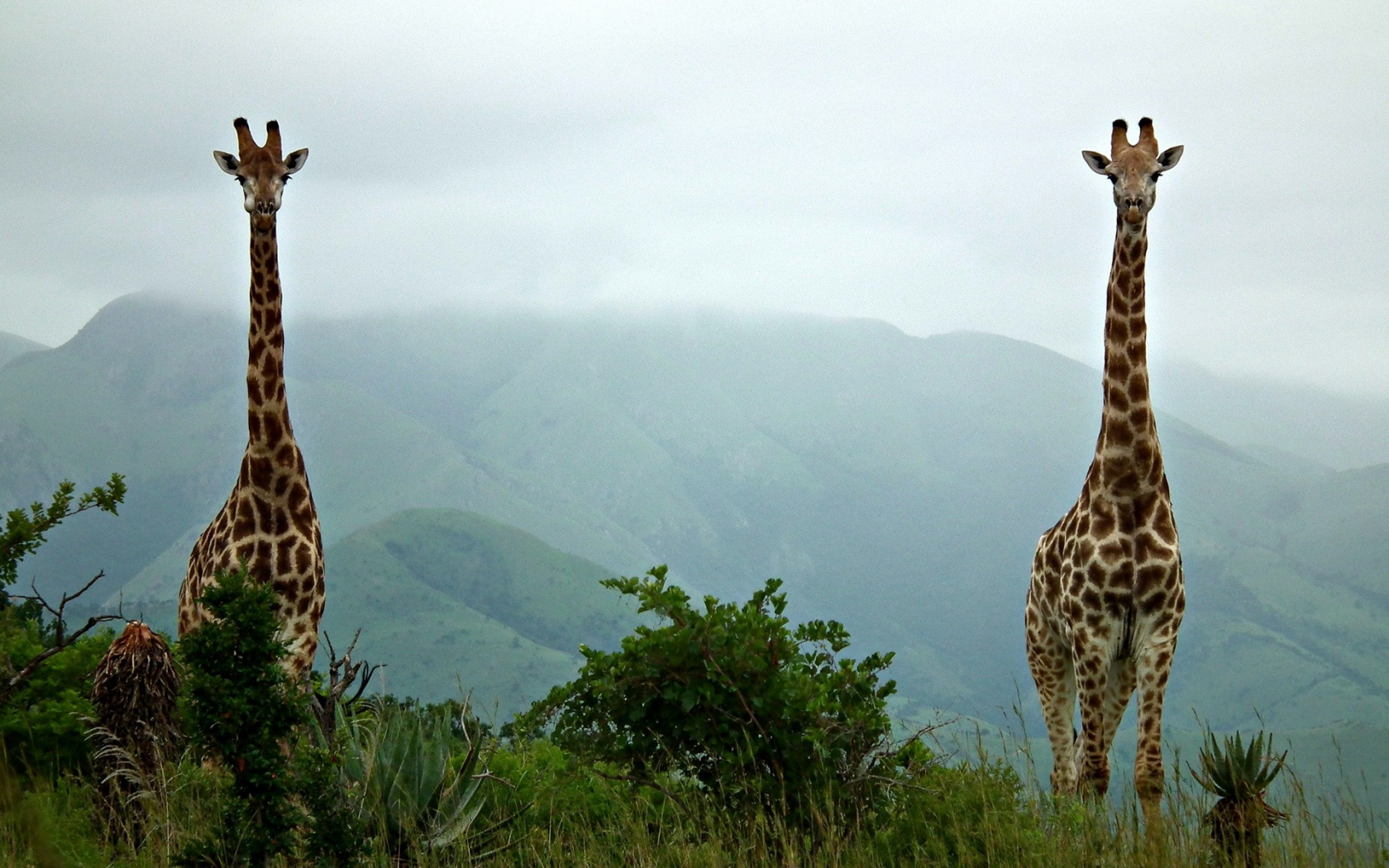 giraffes, 