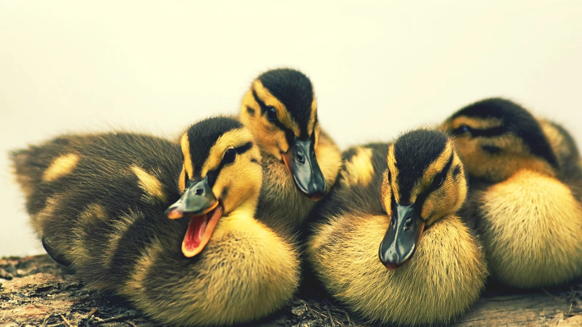 ducks, animals, животных, уток