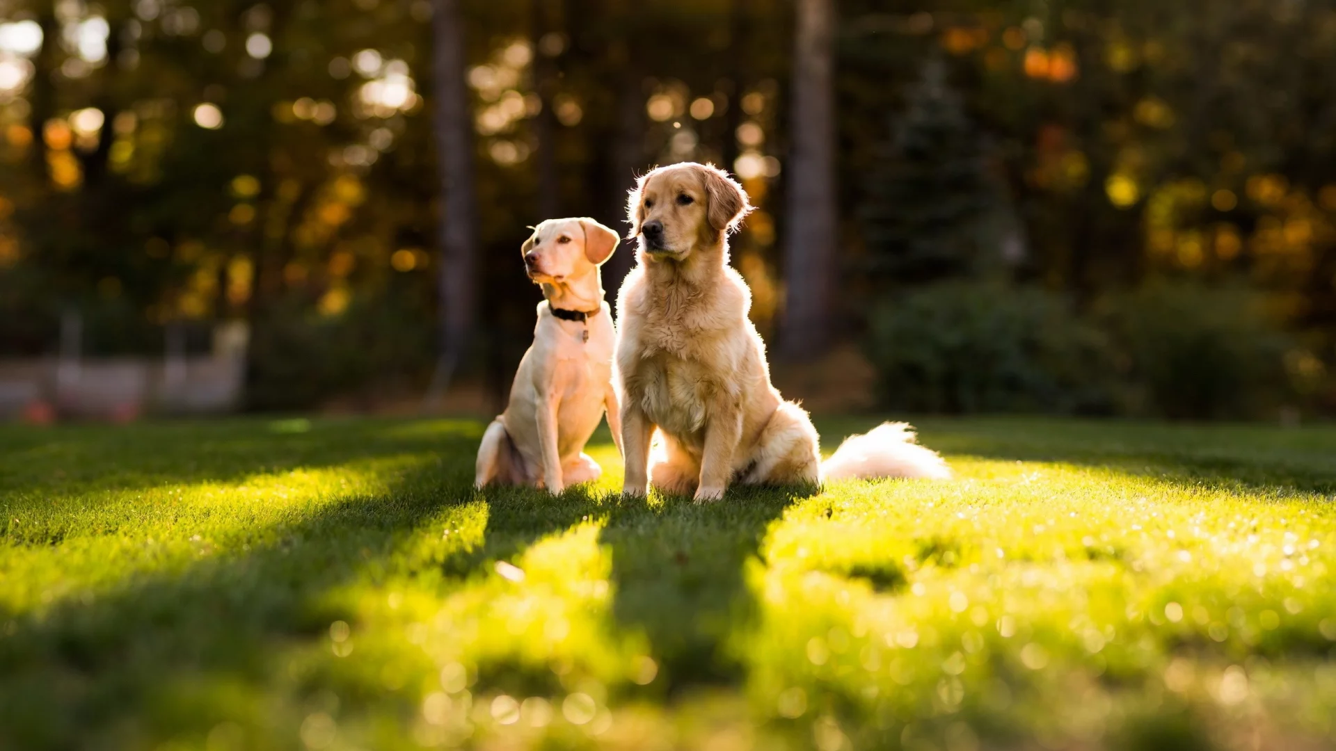 собак, dogs, животных, animals