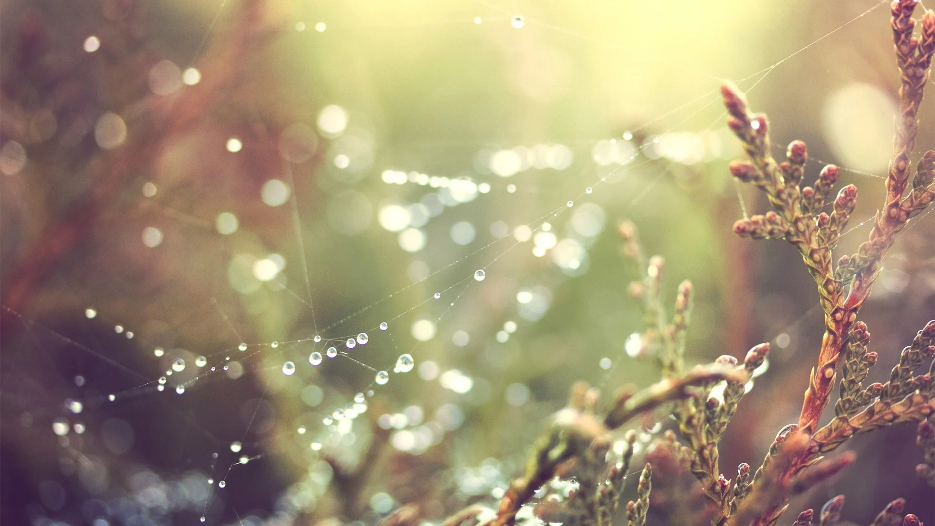 spider webs, природа, nature, паутина