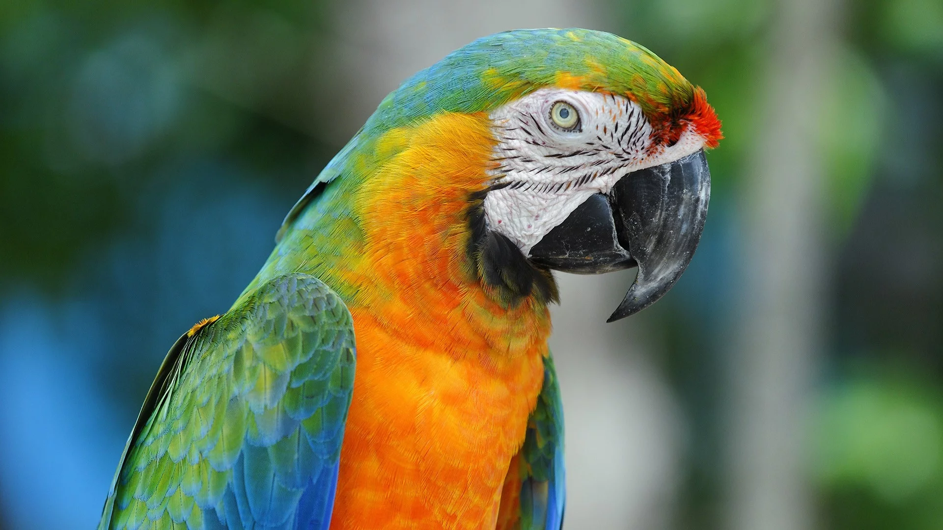 , animals