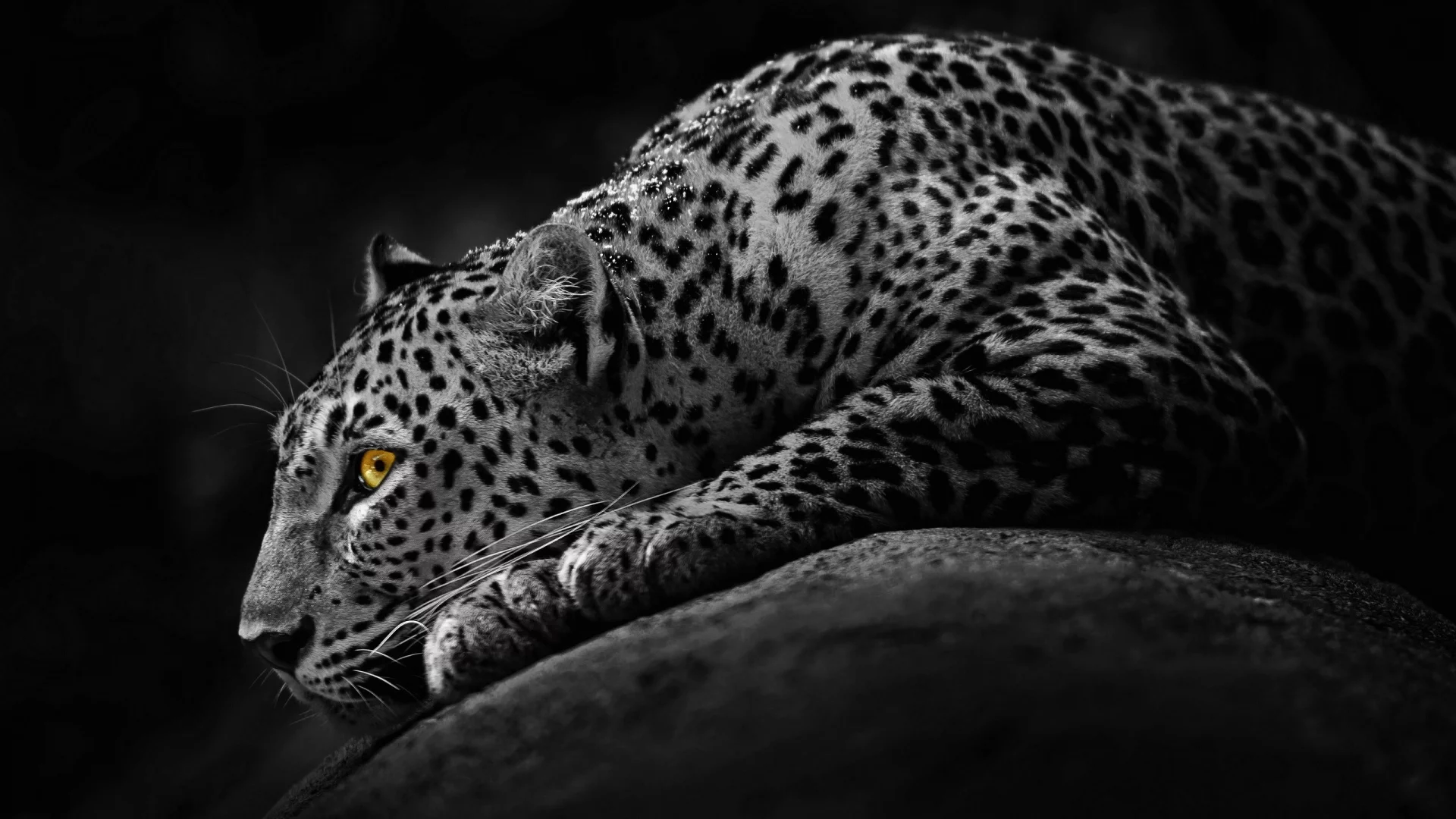 leopards, , black and white, leo, mod