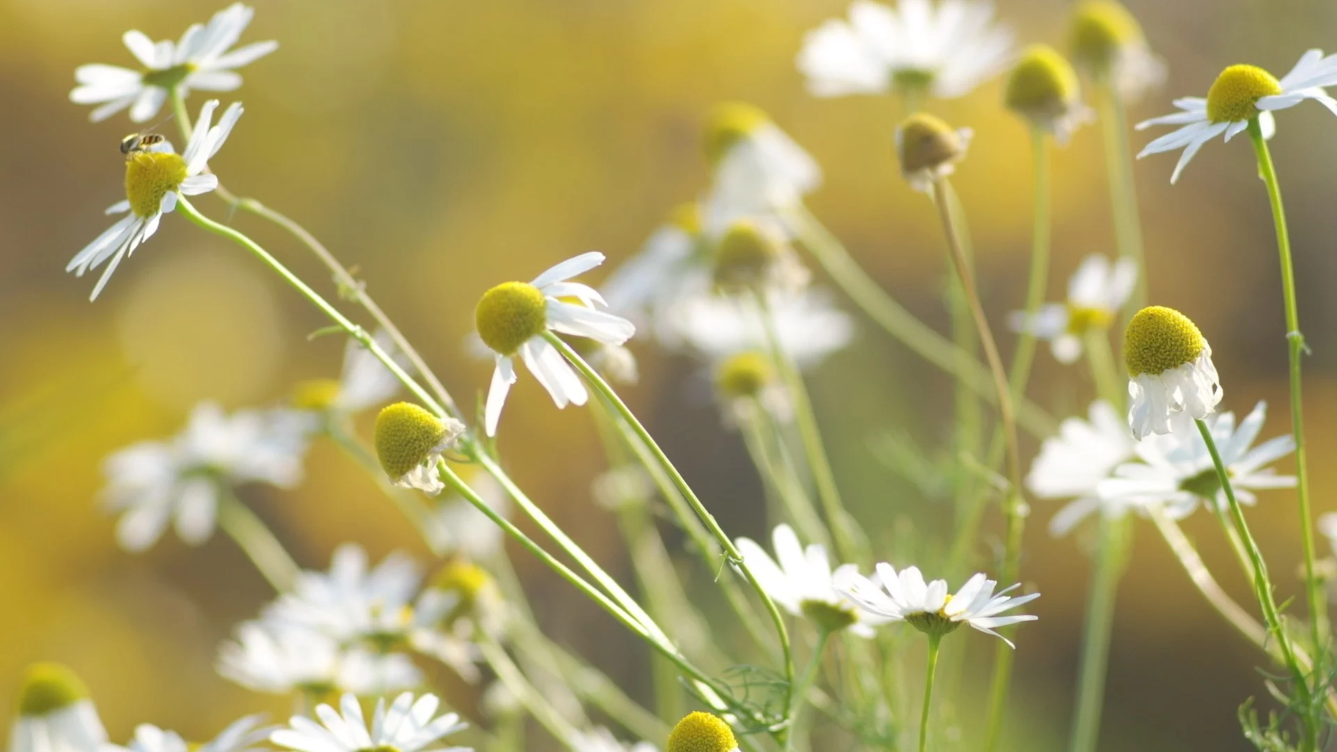 цветы, flowers