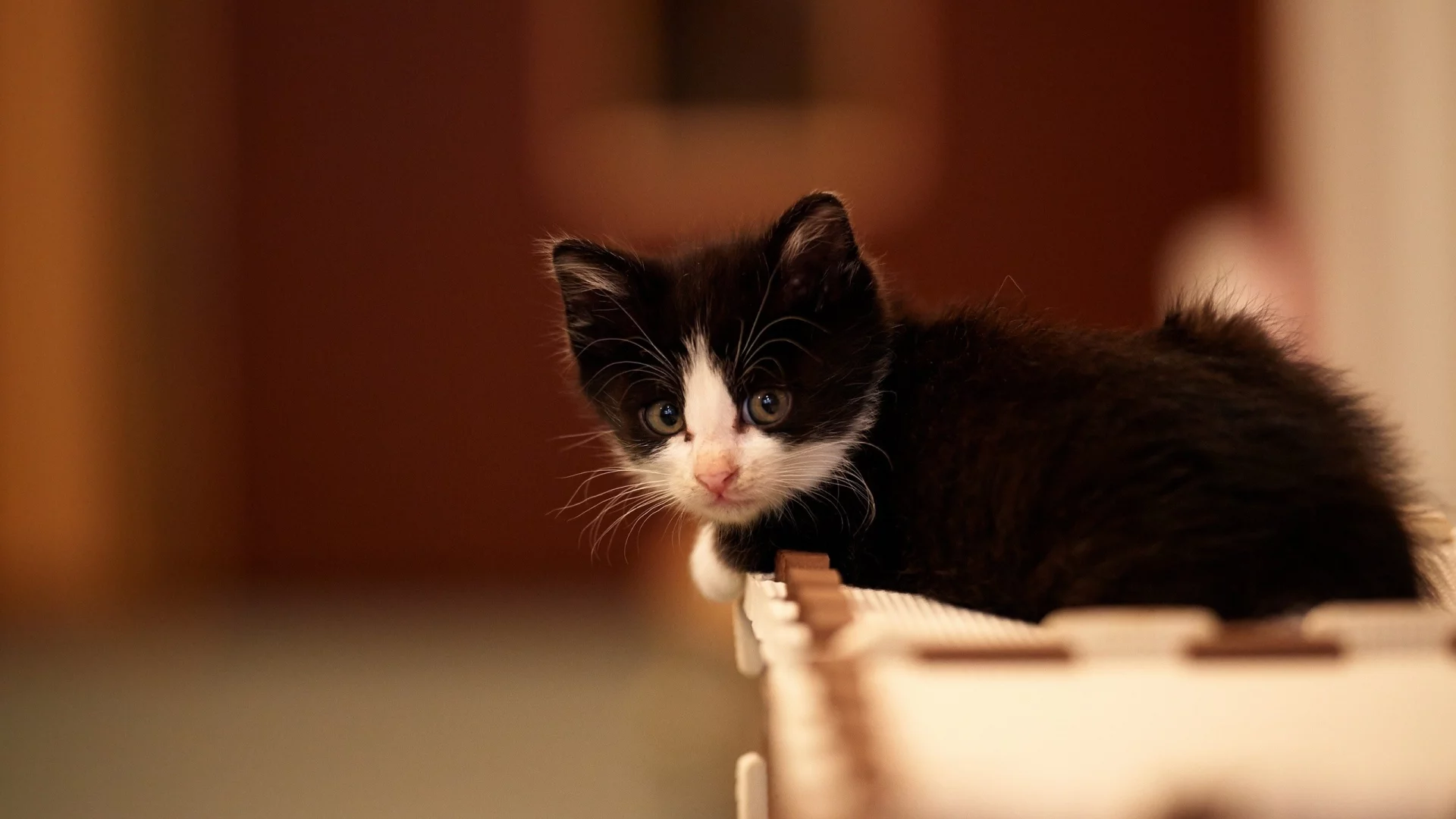 cats, , animals