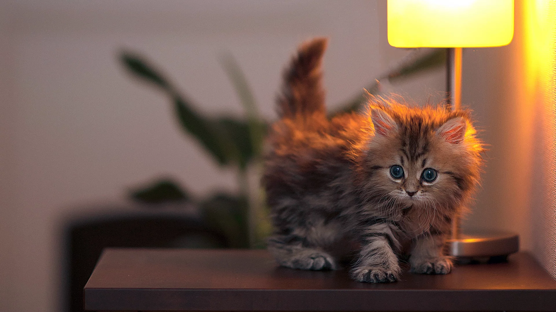 котенок, лампа, маленький