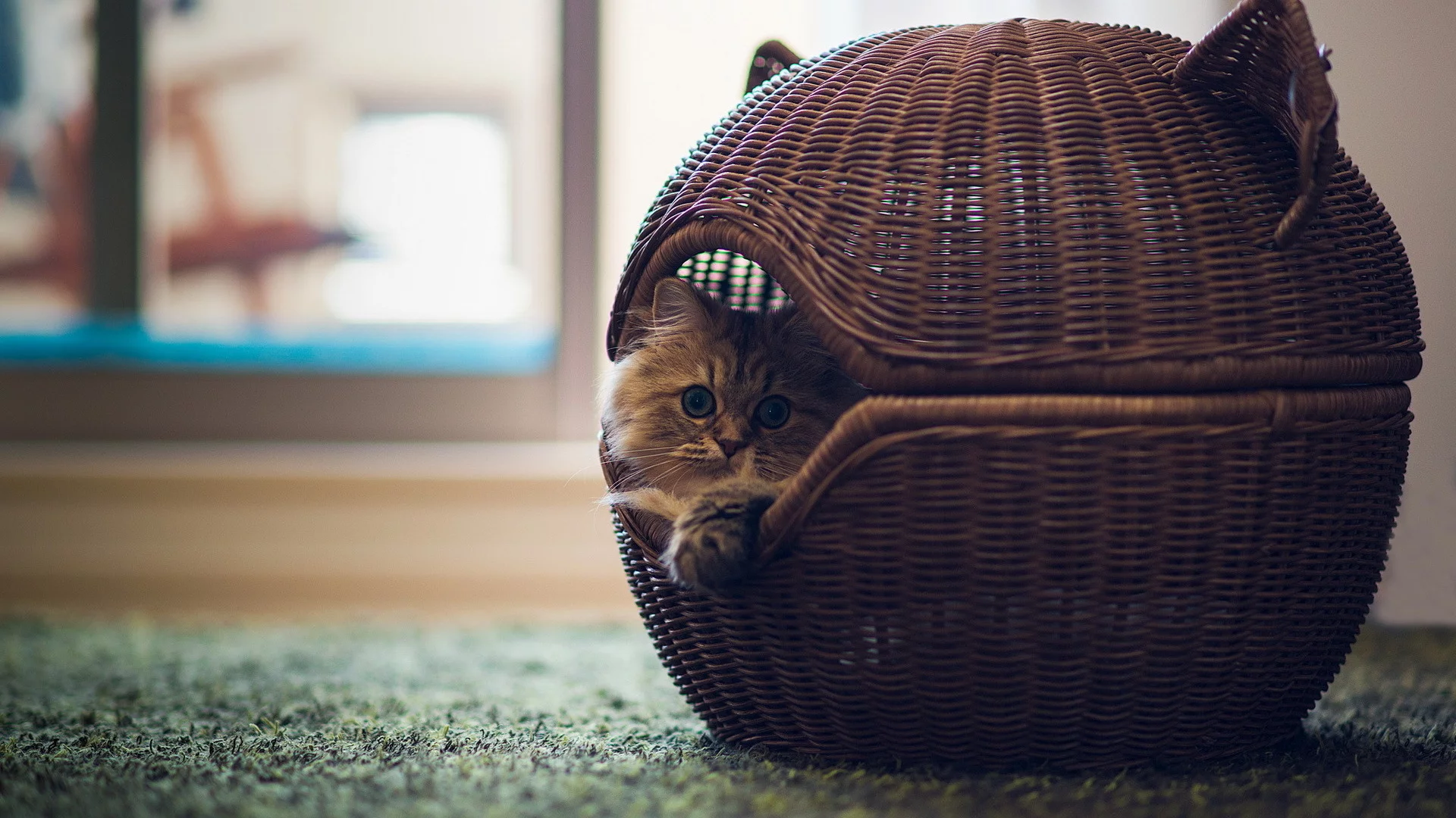 норка, домик, котенок