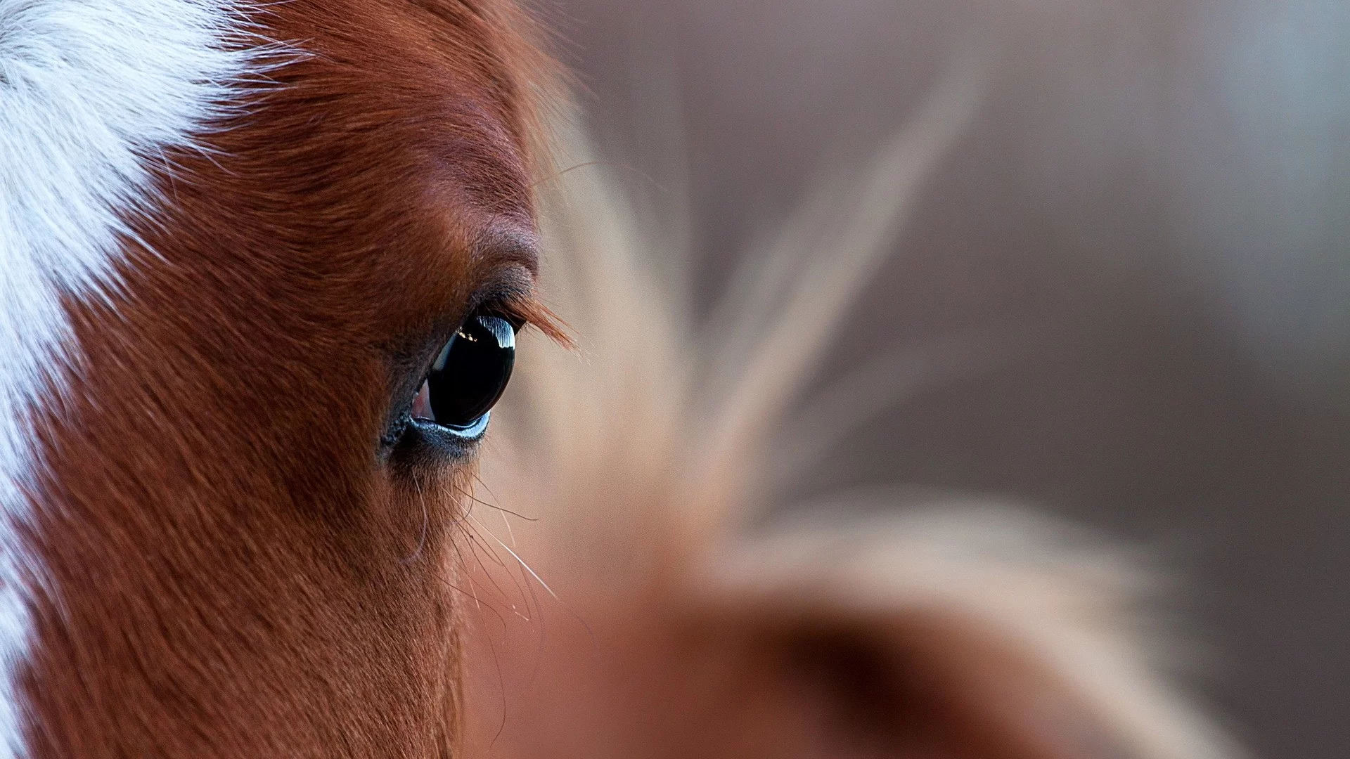 лошади, horses