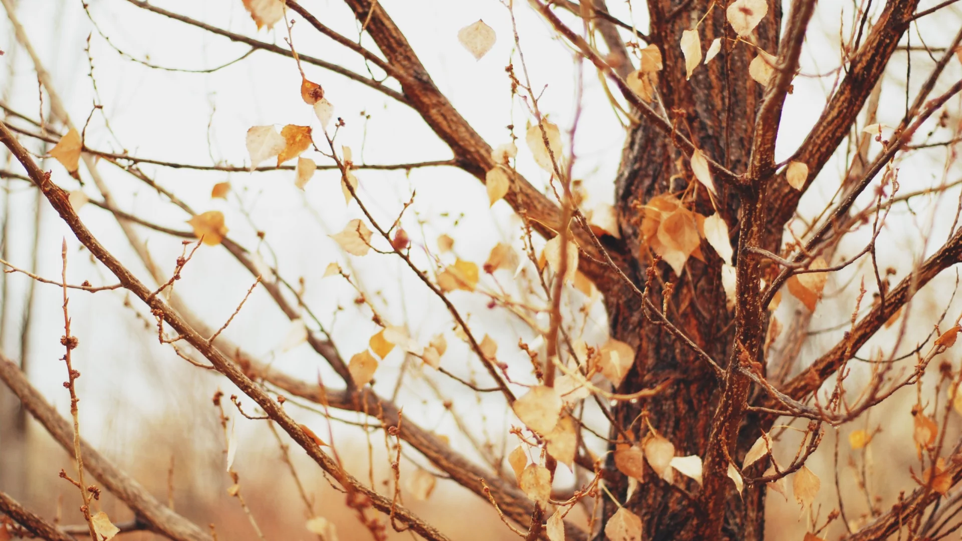 macro, 