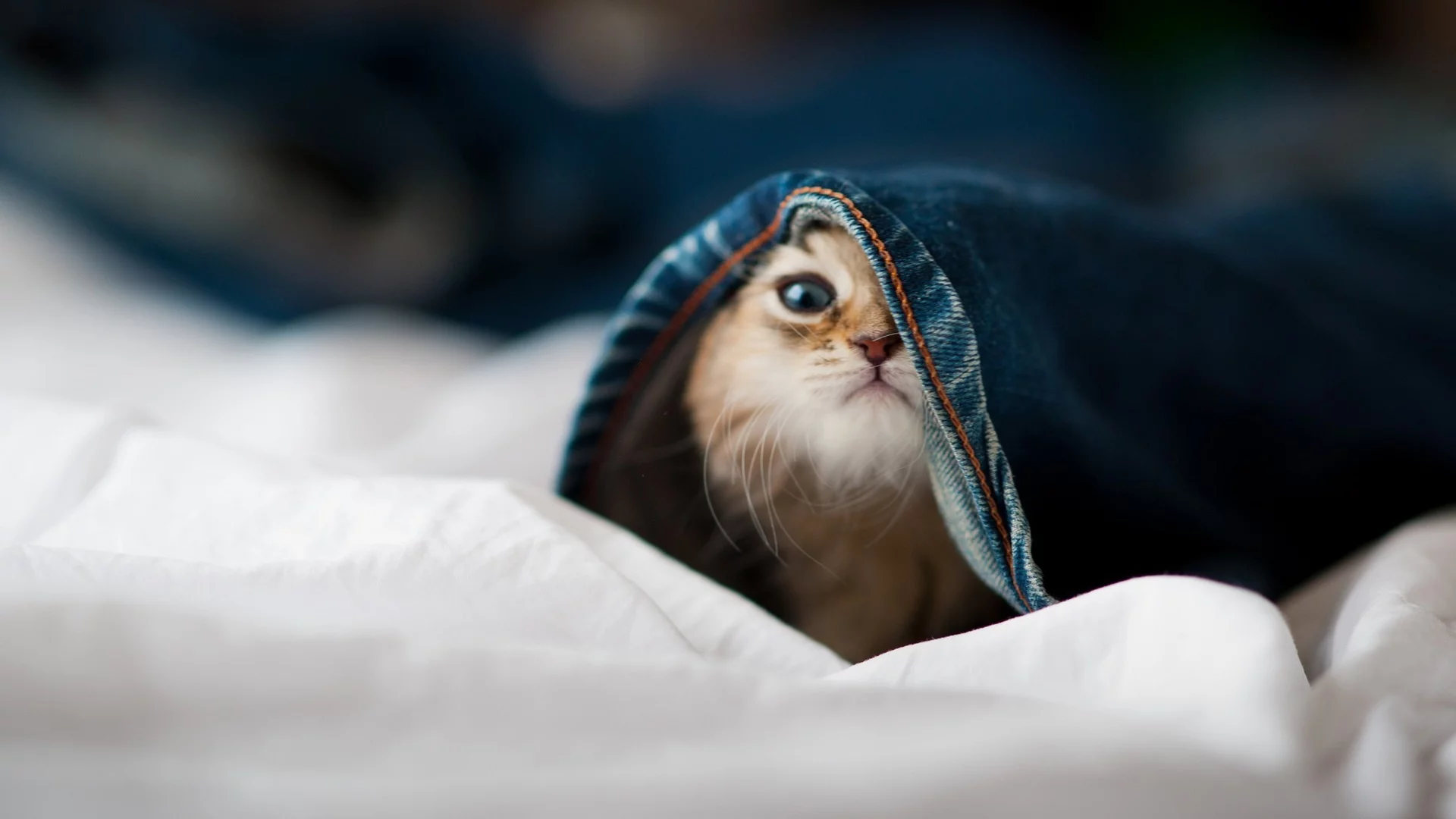 little cat, , animals, hidden