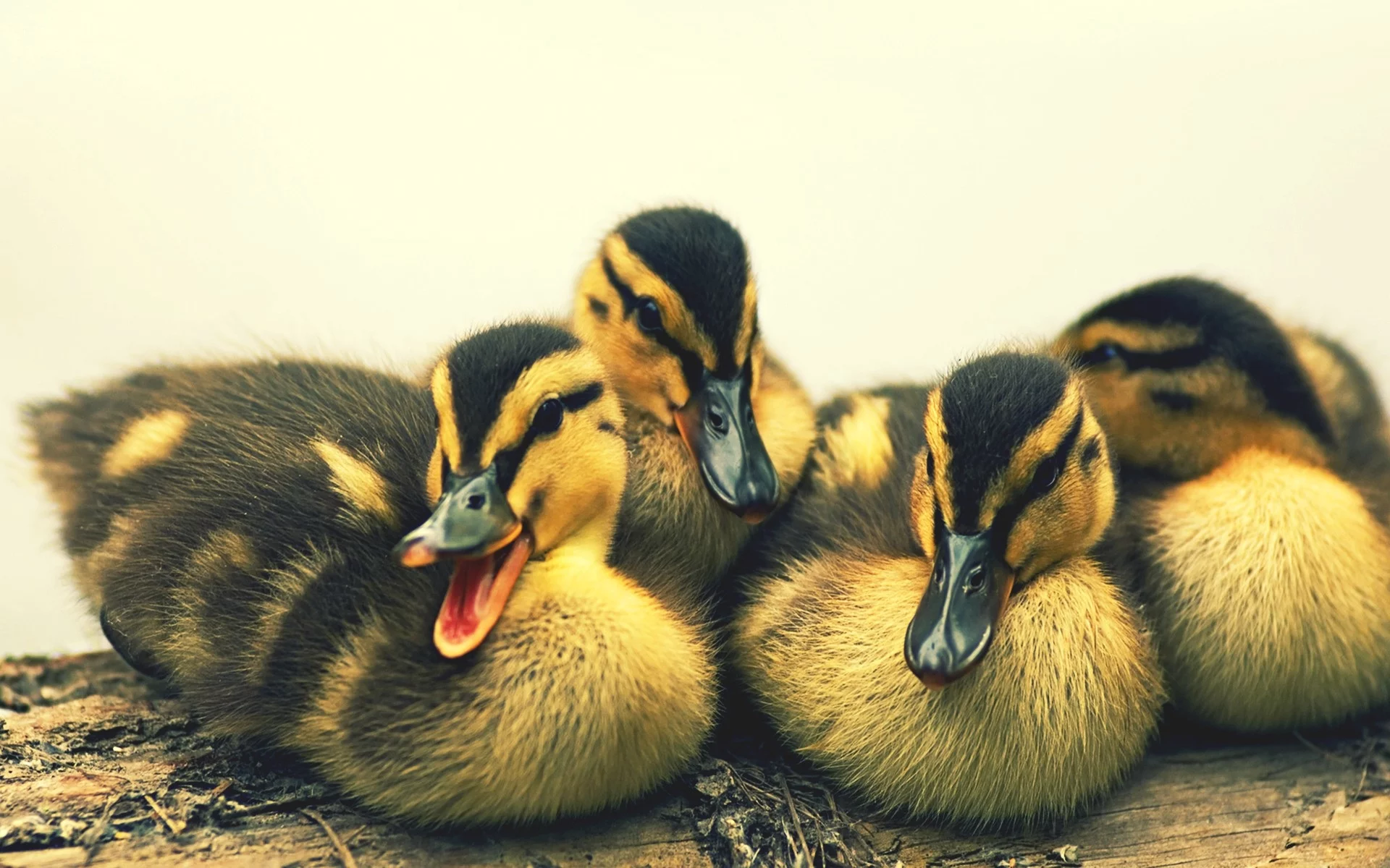 ducks, animals, животных, уток