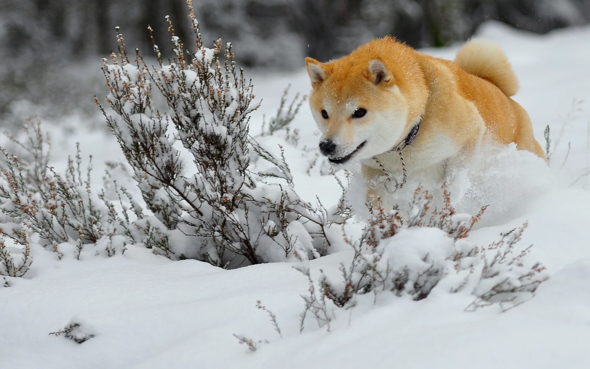 animals, dogs, собак, животных