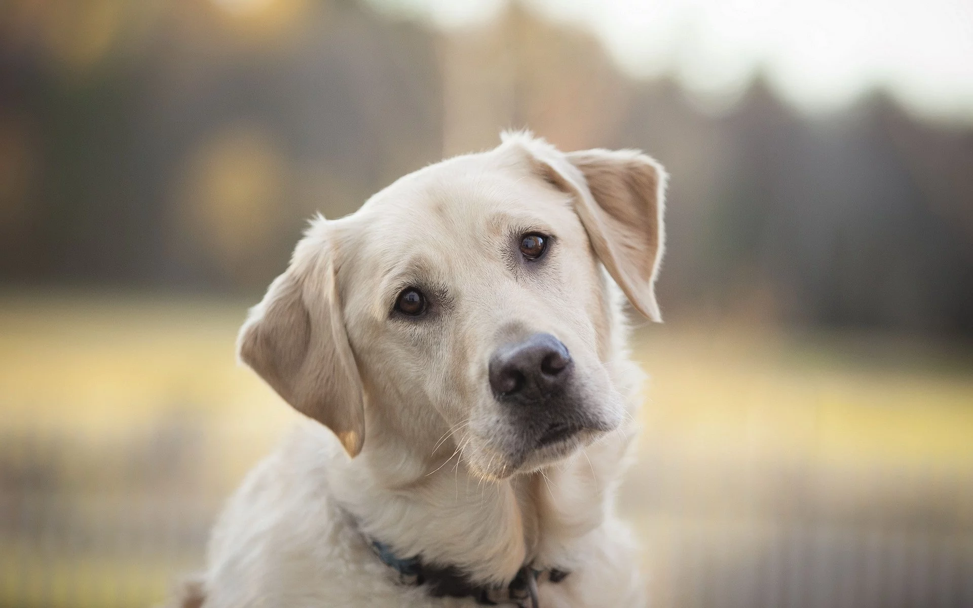 собак, animals, dogs, животных