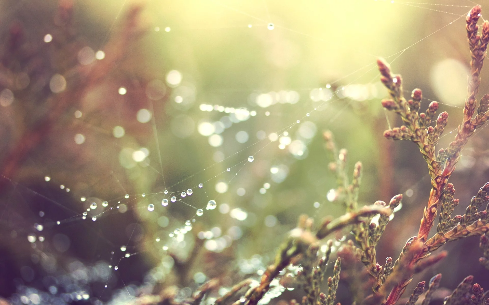 spider webs, природа, nature, паутина