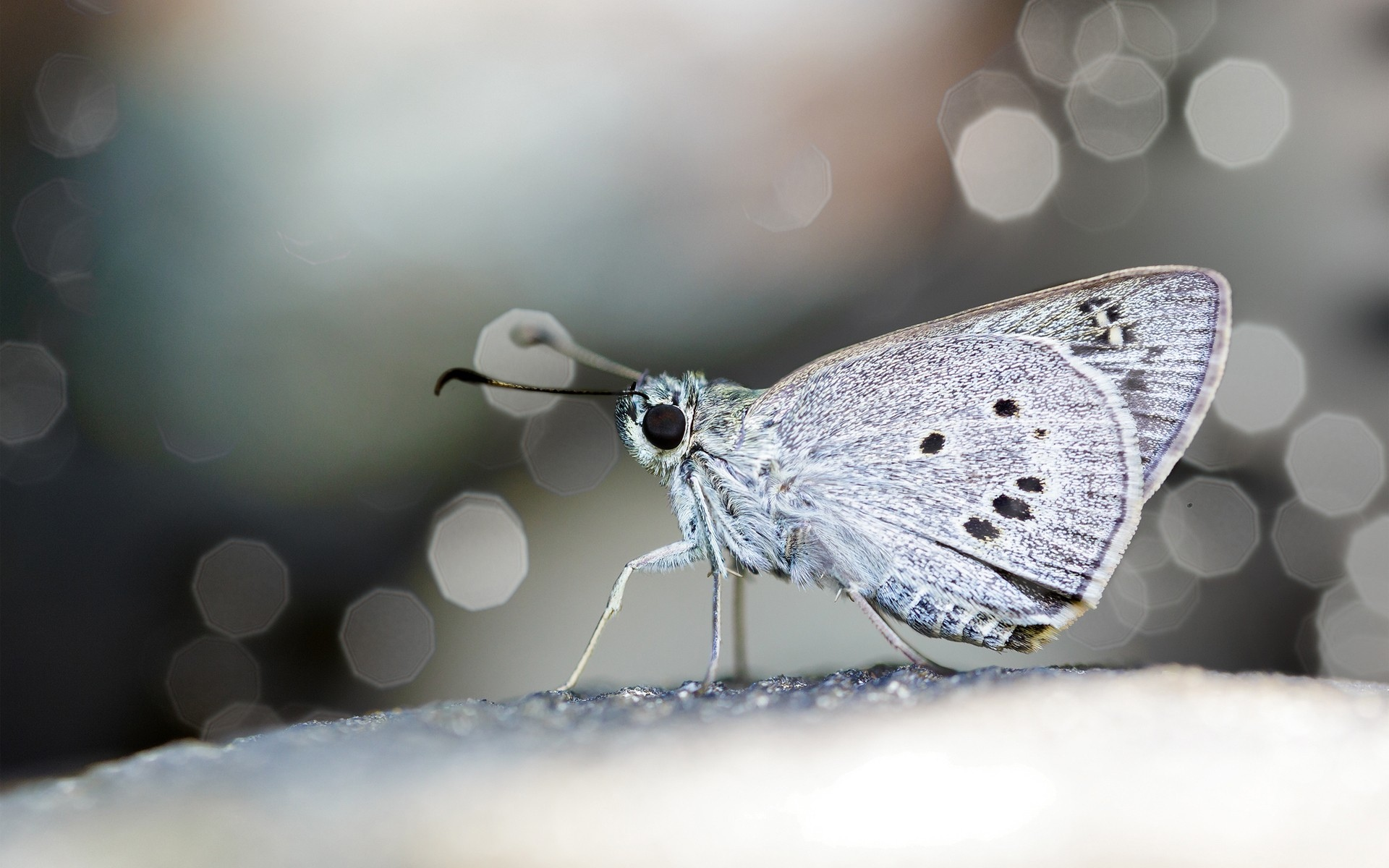 butterflies, бабочки, Макрос, macro