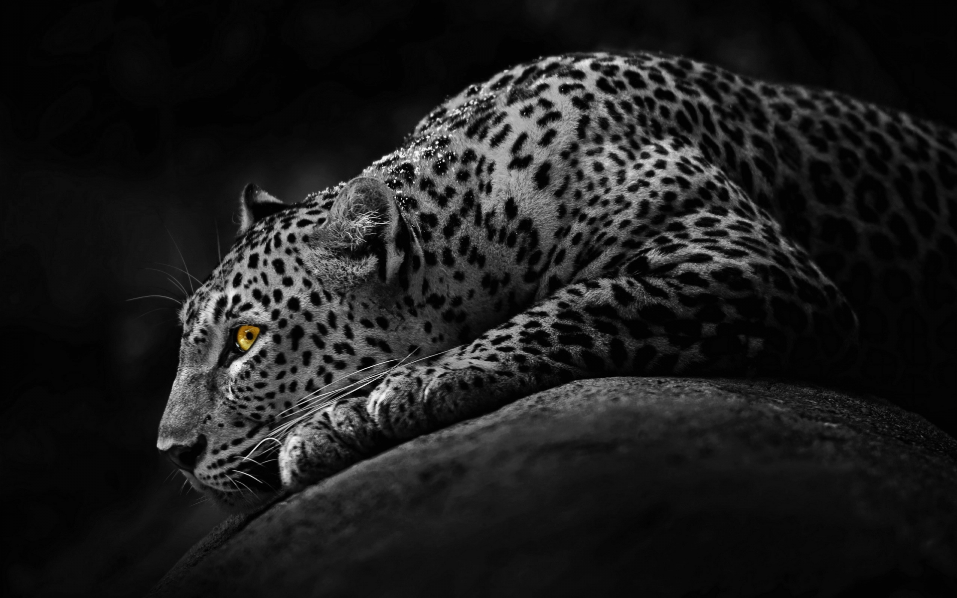 leopards, , black and white, leo, mod