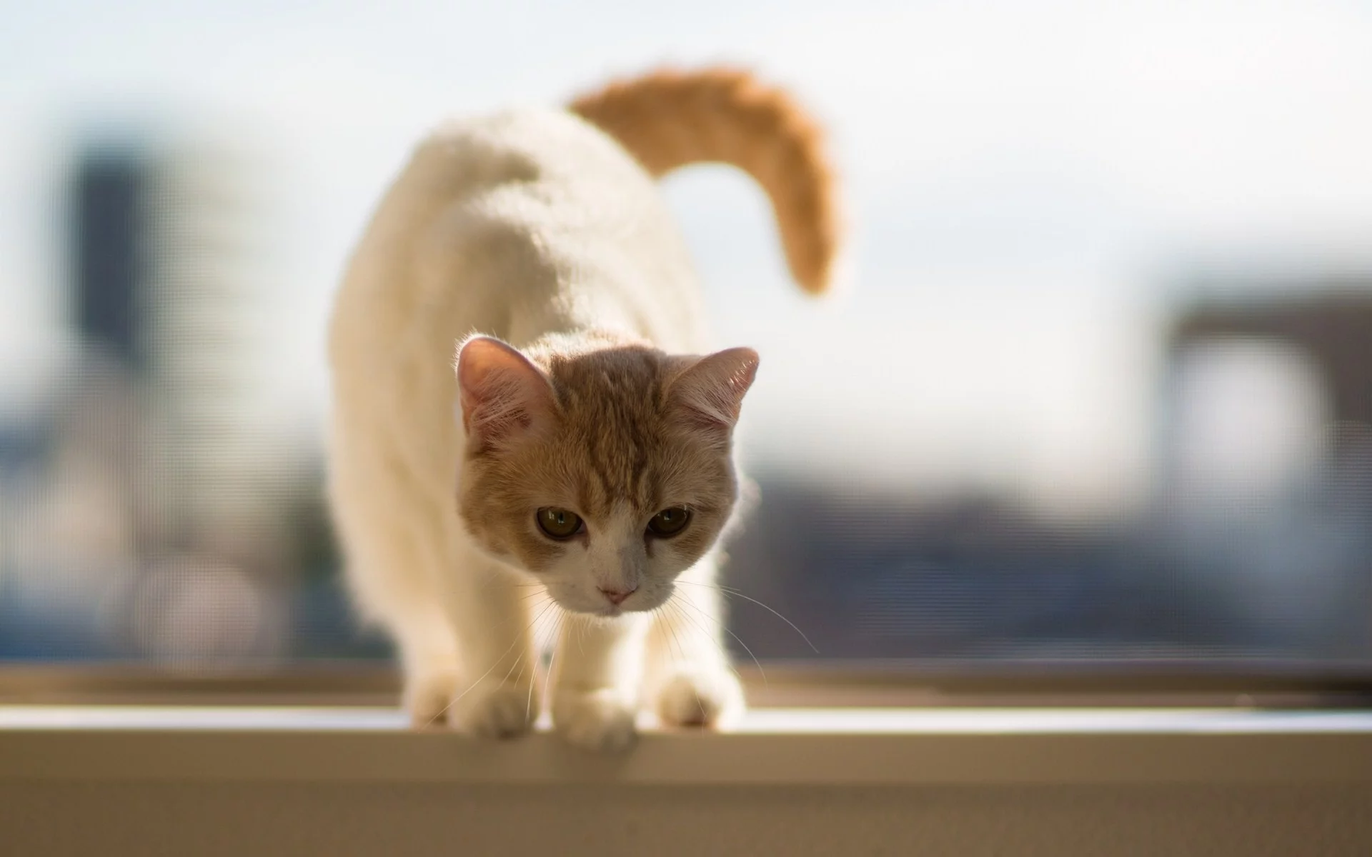 кошки, животные, cats, animals
