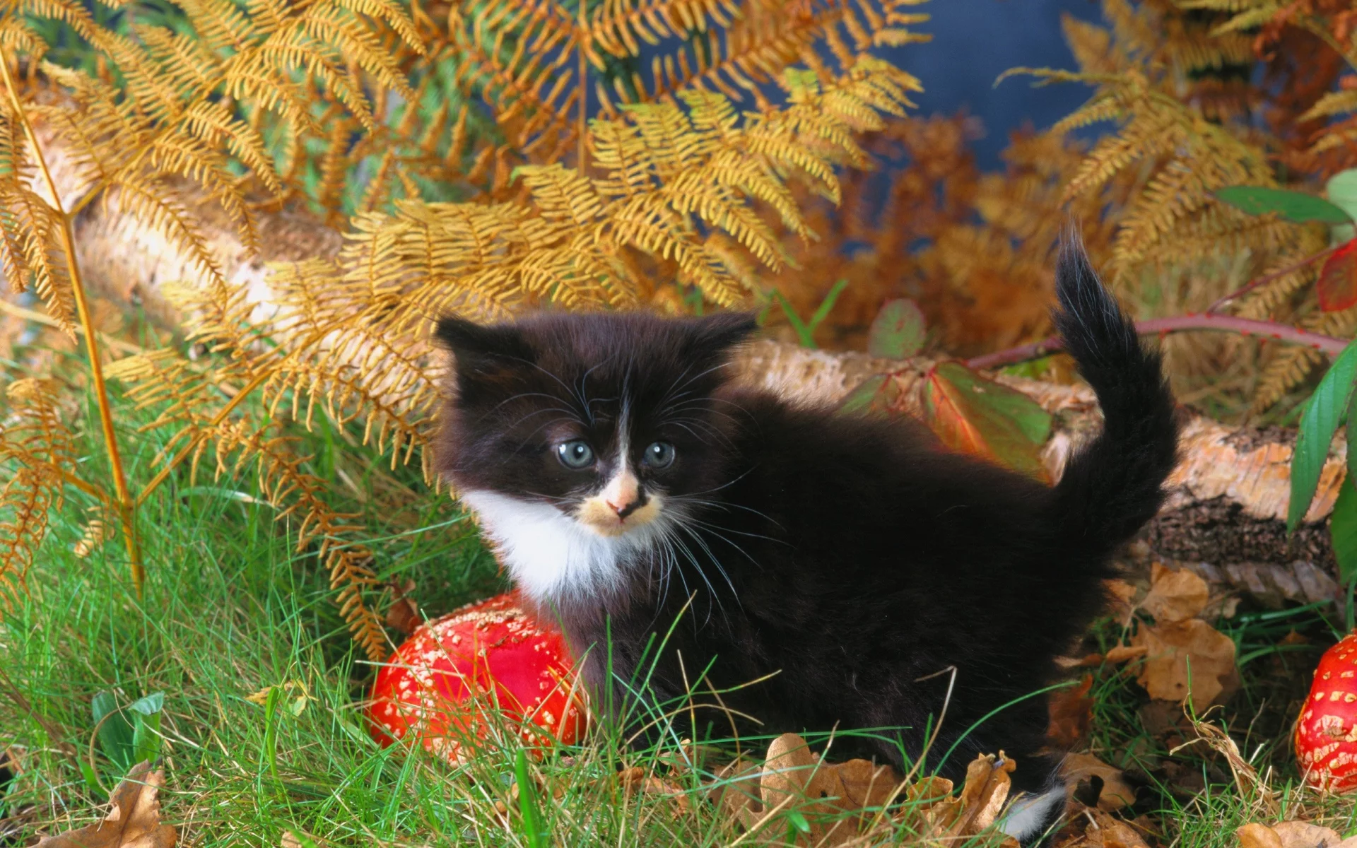 animals, животные, мир, world