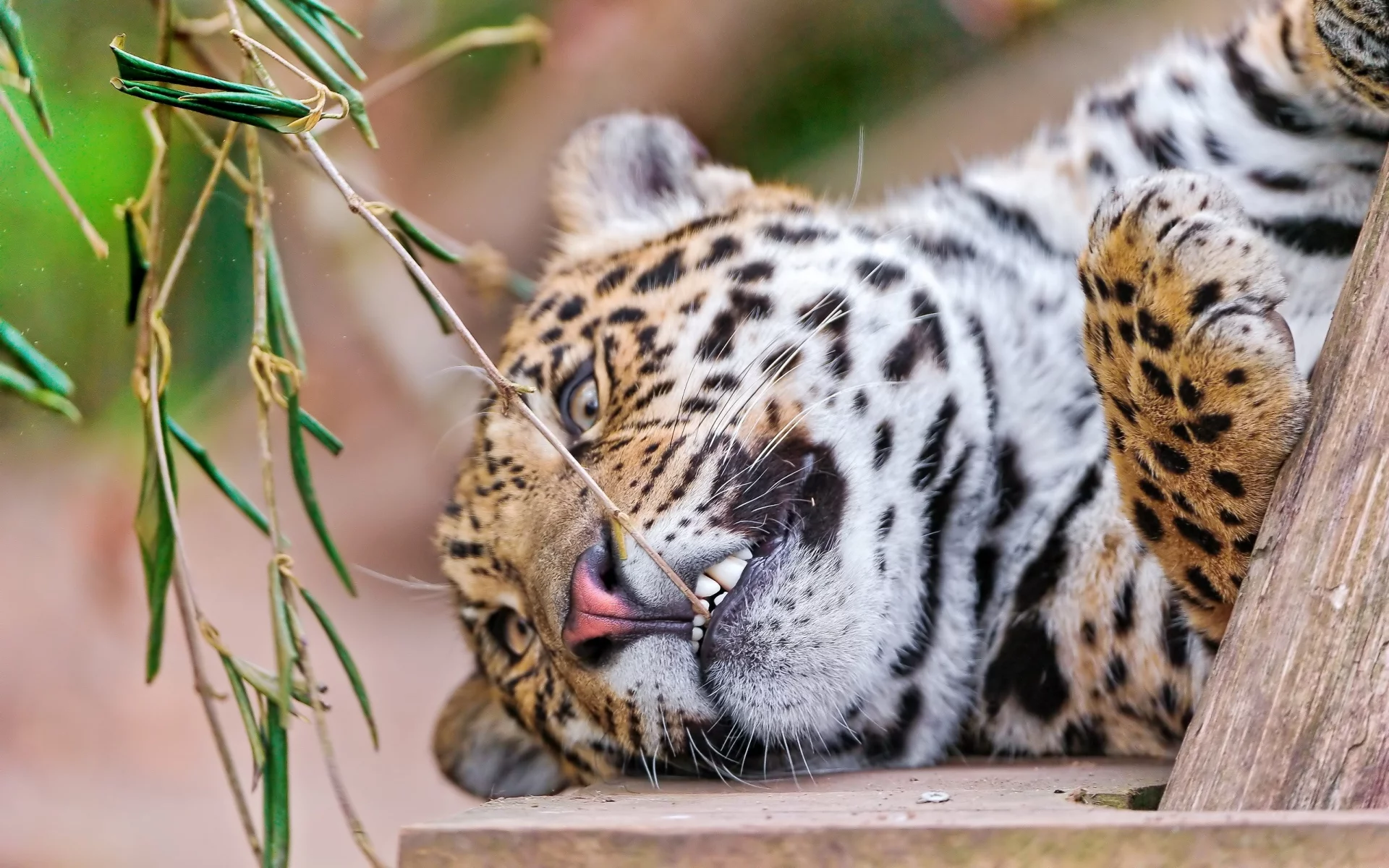 , leopards, animals
