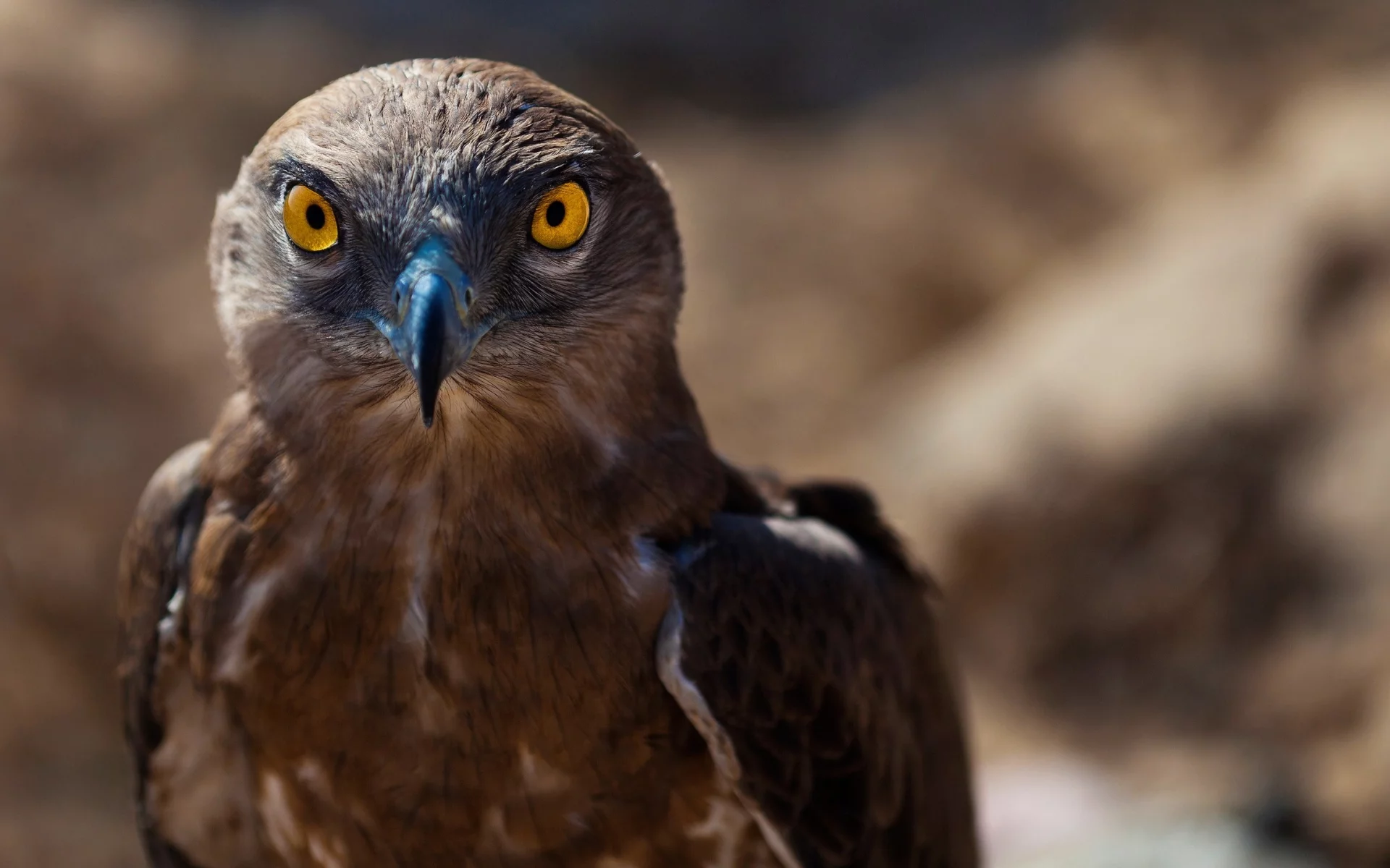 ястреб, hawk, animals, животных