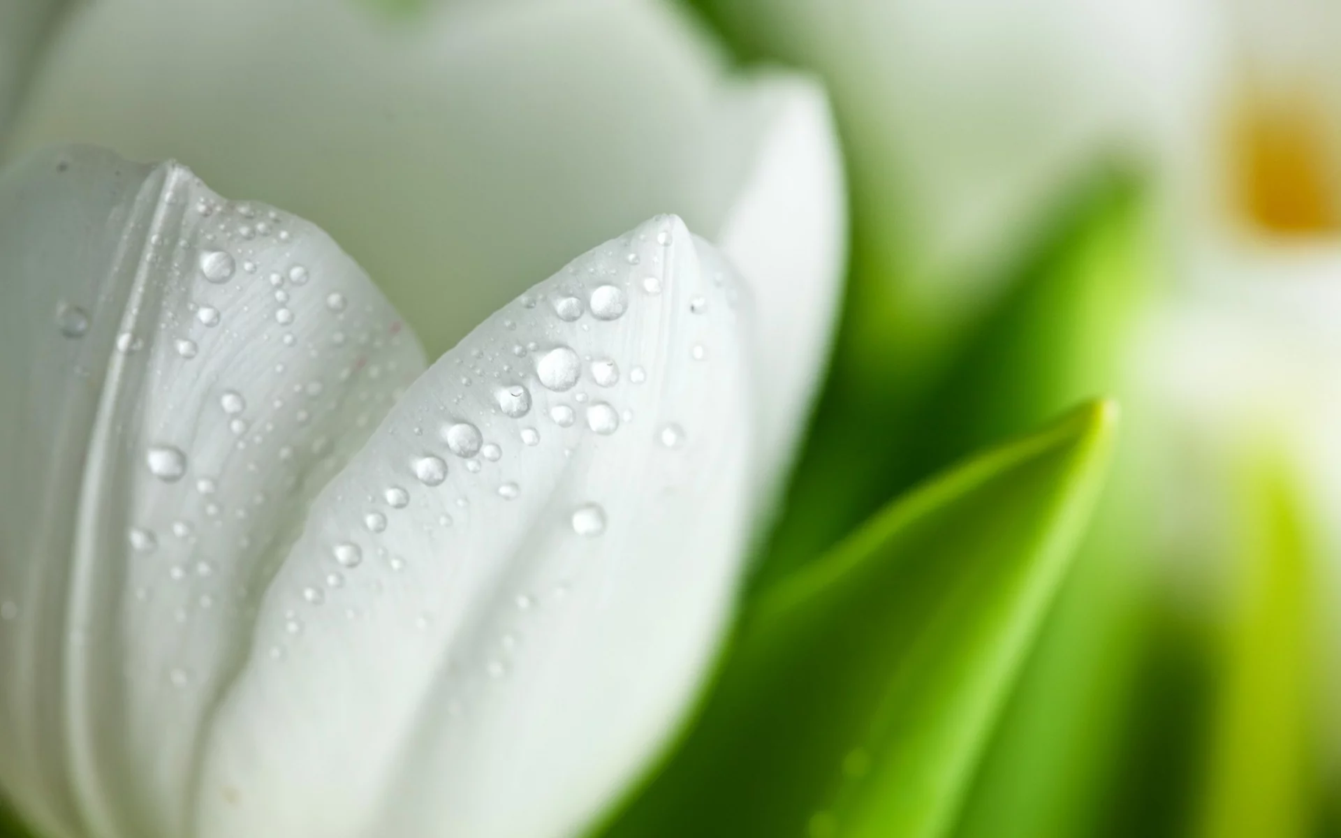 drops, макро, белый, macro, капли, white