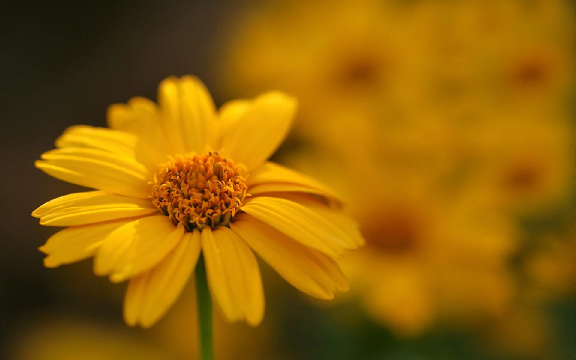 macro, цветы, flowers, макро