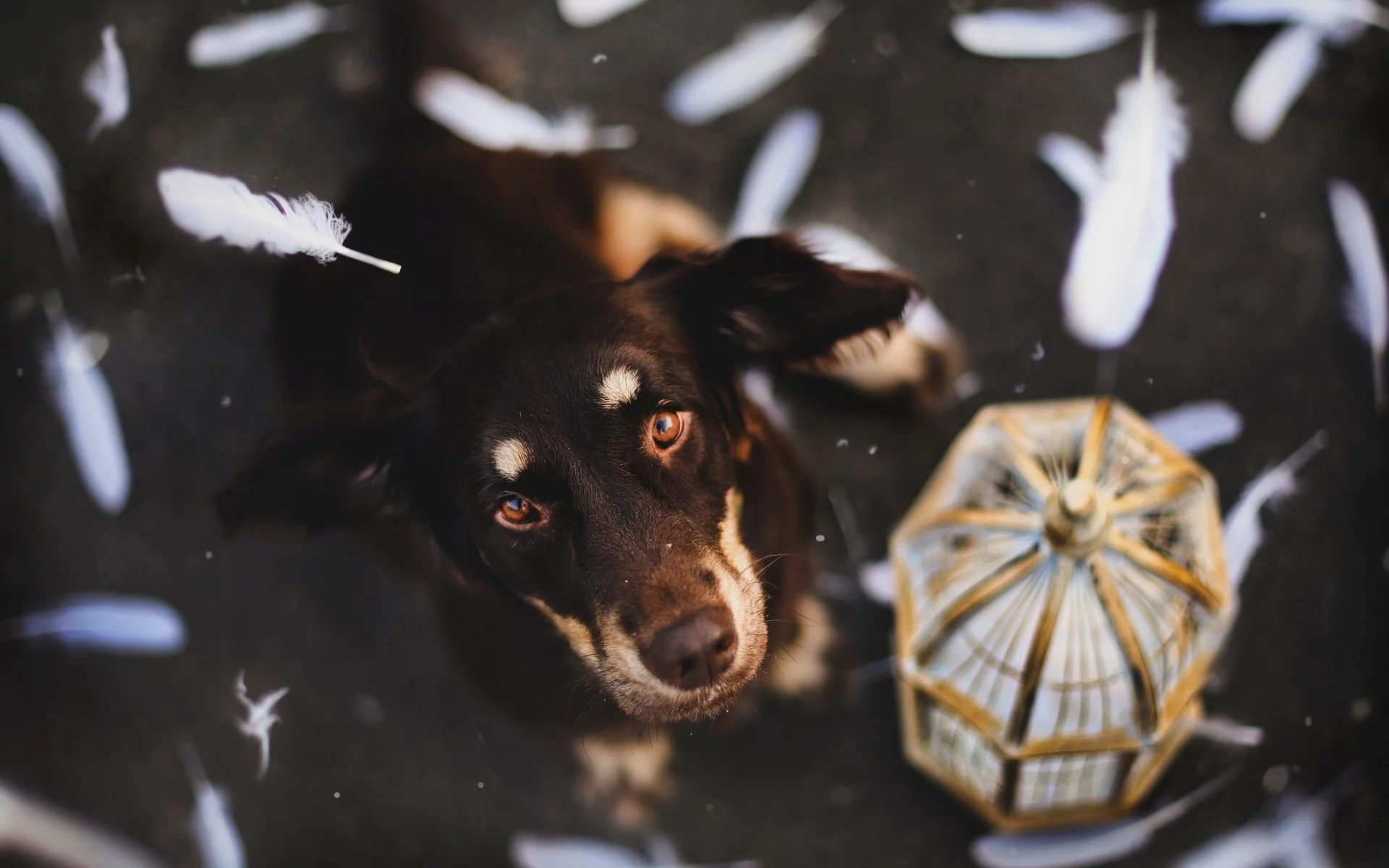 собак, animals, dogs, животных