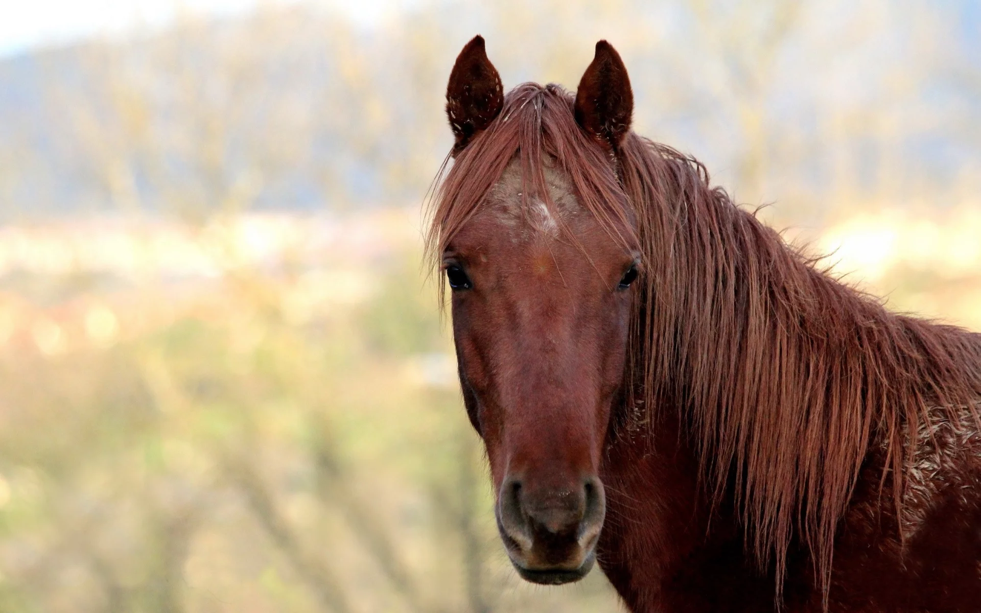 horses, лошади