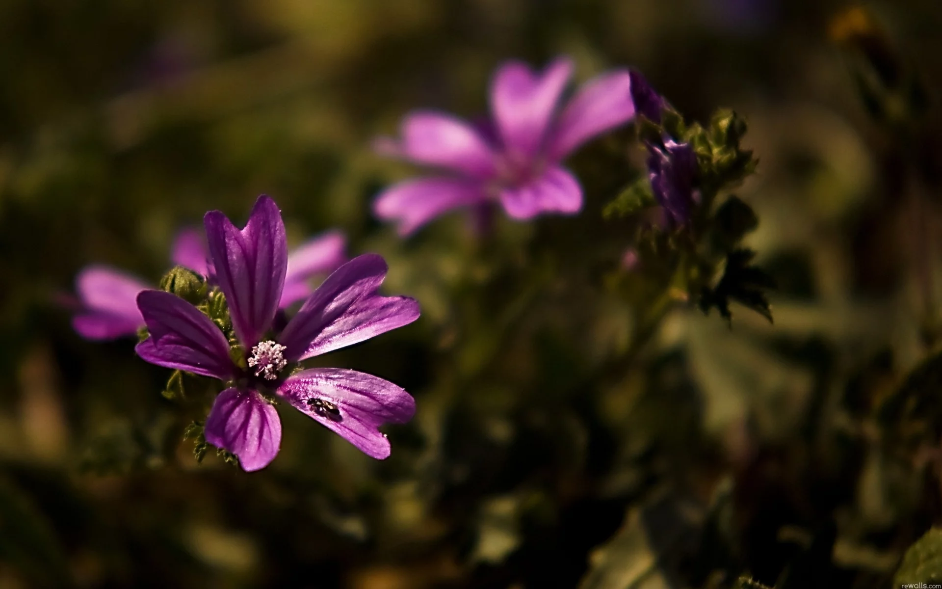 , flowers